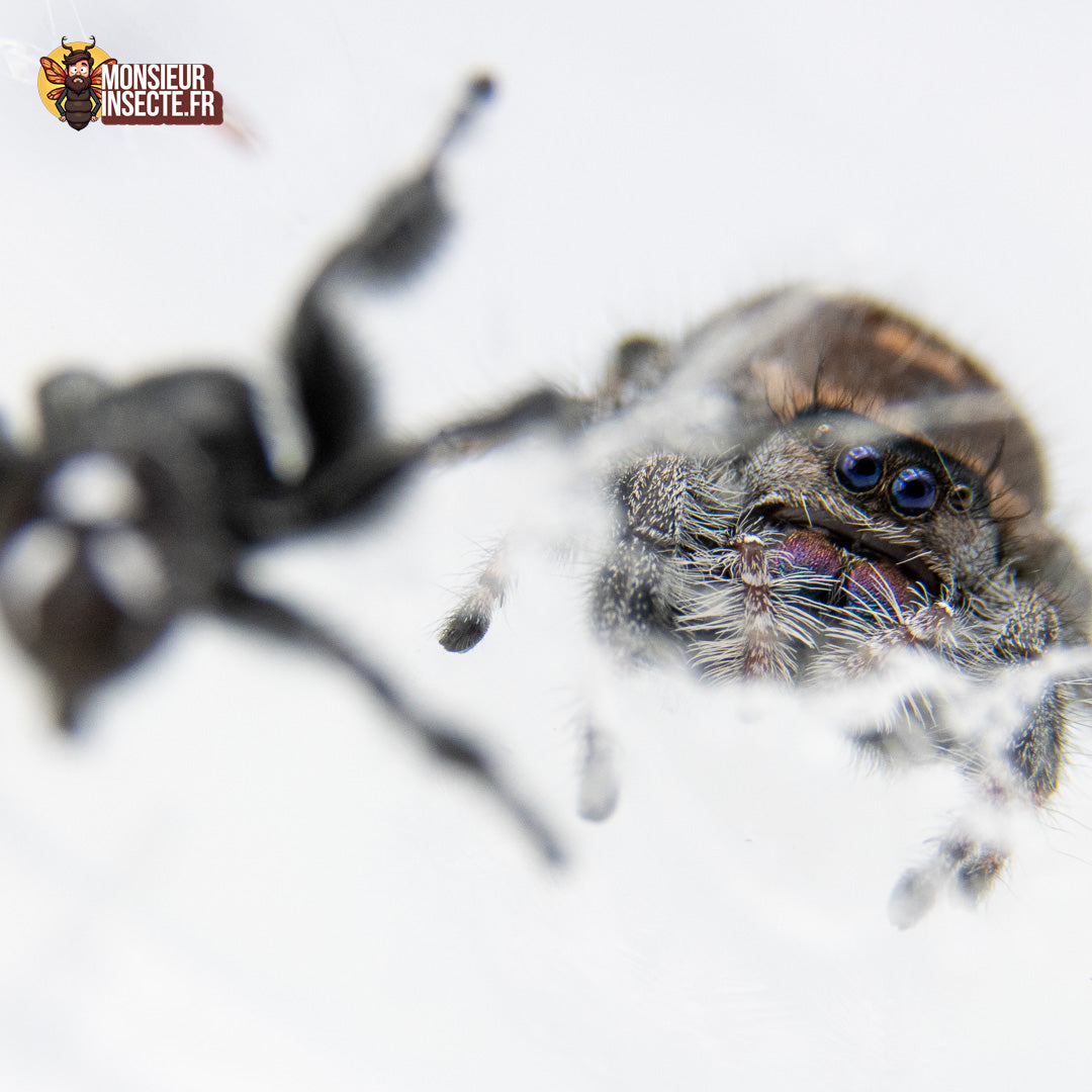 Araignée | Phidippus regius Sierra de Bahoruco