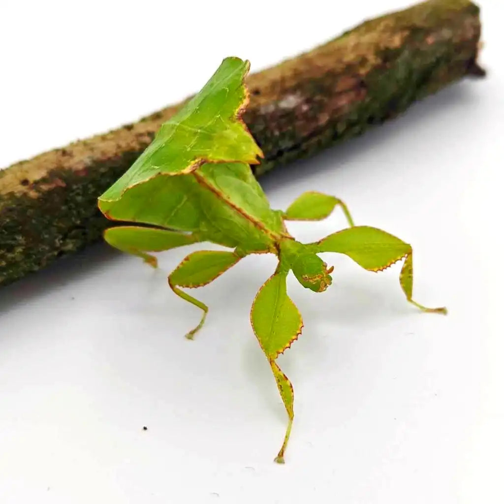 Acheter Phasme Feuille Phyllium philippinicum