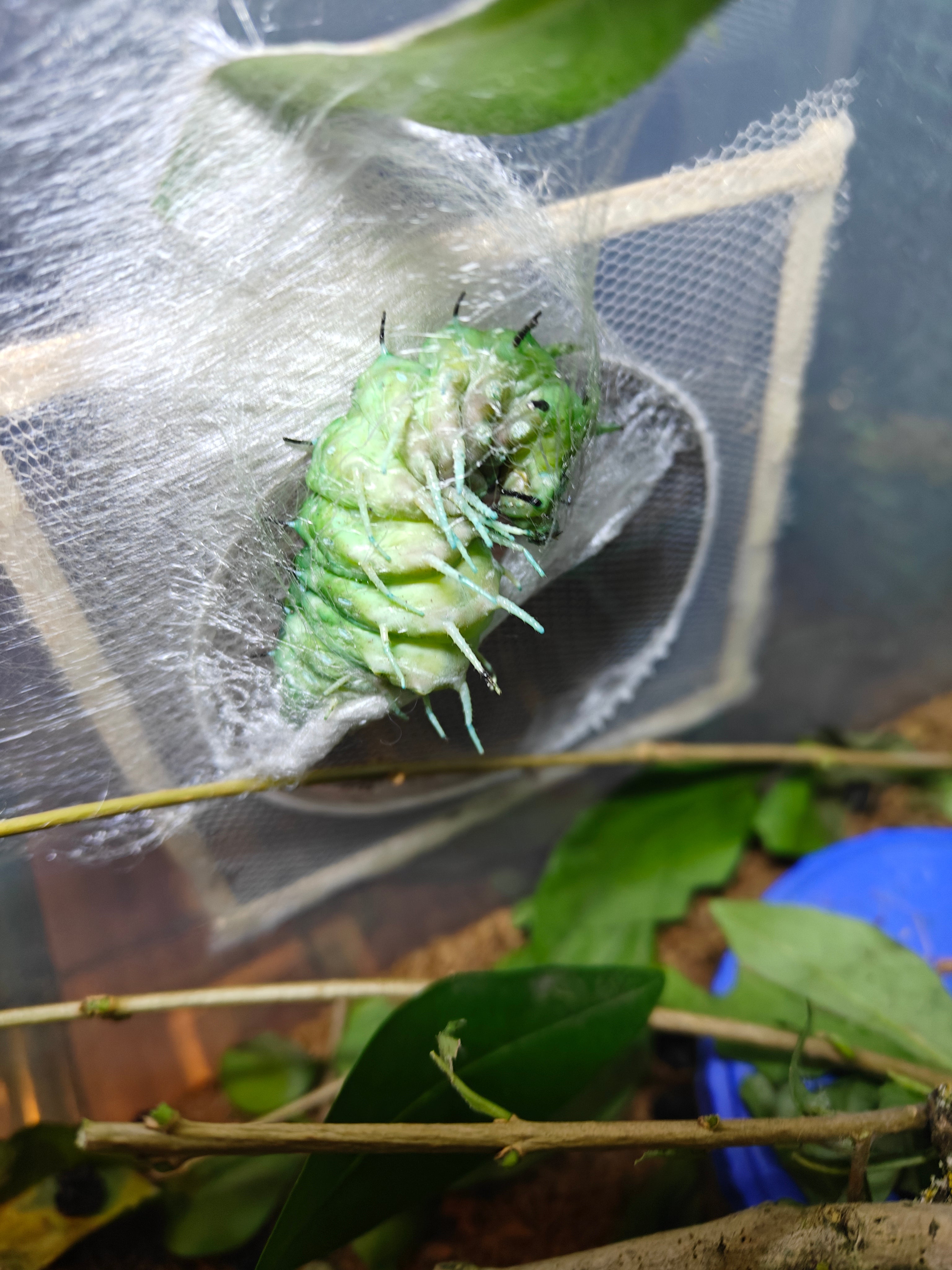 Chenille du papillon Atlas Attacus cocon - Monsieur Insecte
