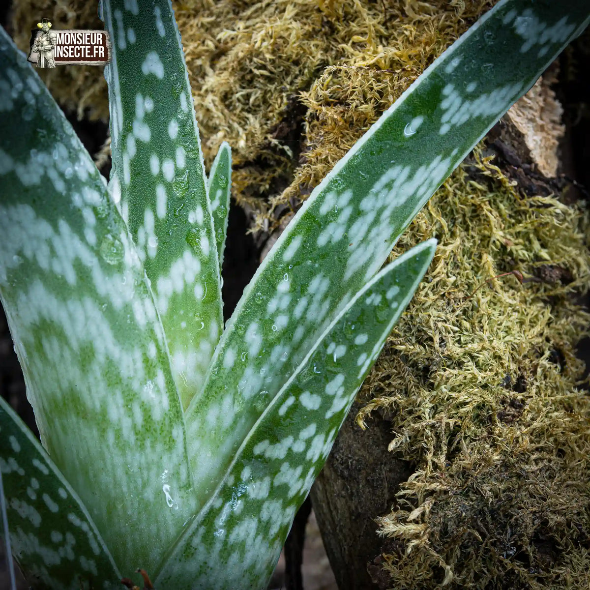 achat-aloe-varigata-22