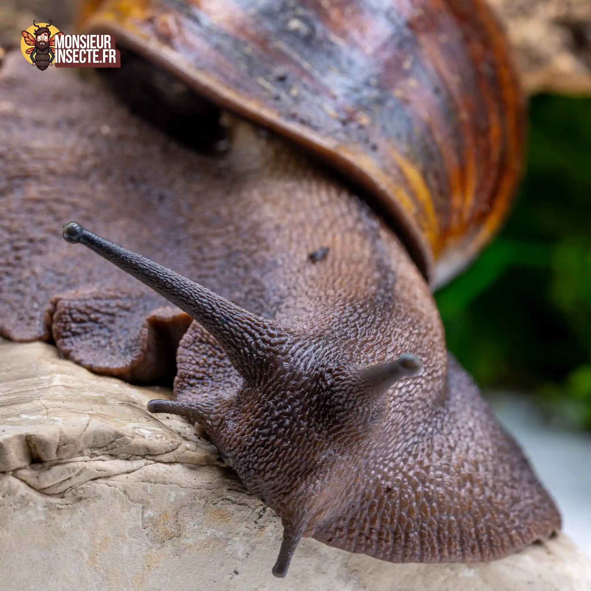 achat-archachatina-marginata-ovum-2