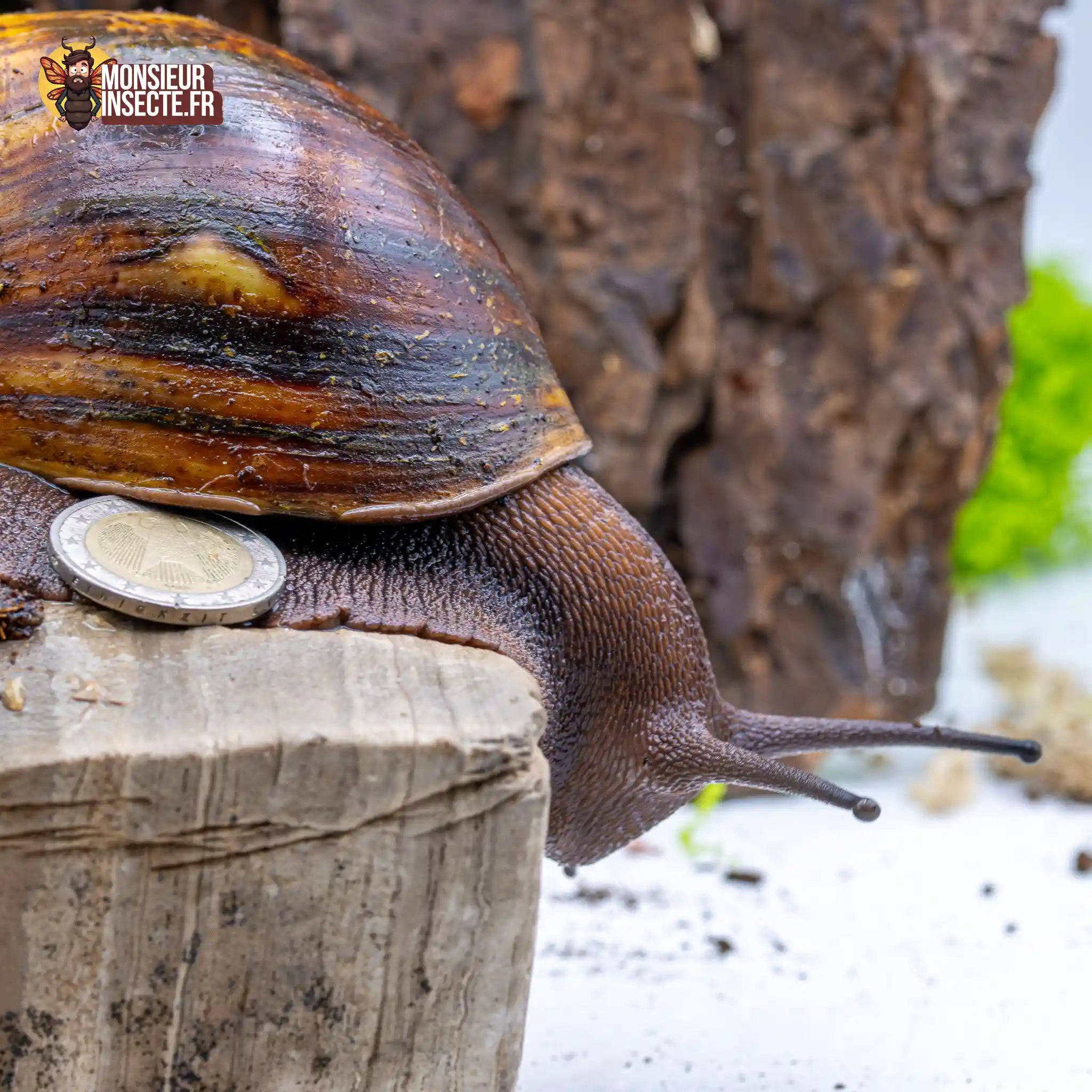 achat-archachatina-marginata-ovum-escargot-geant-1