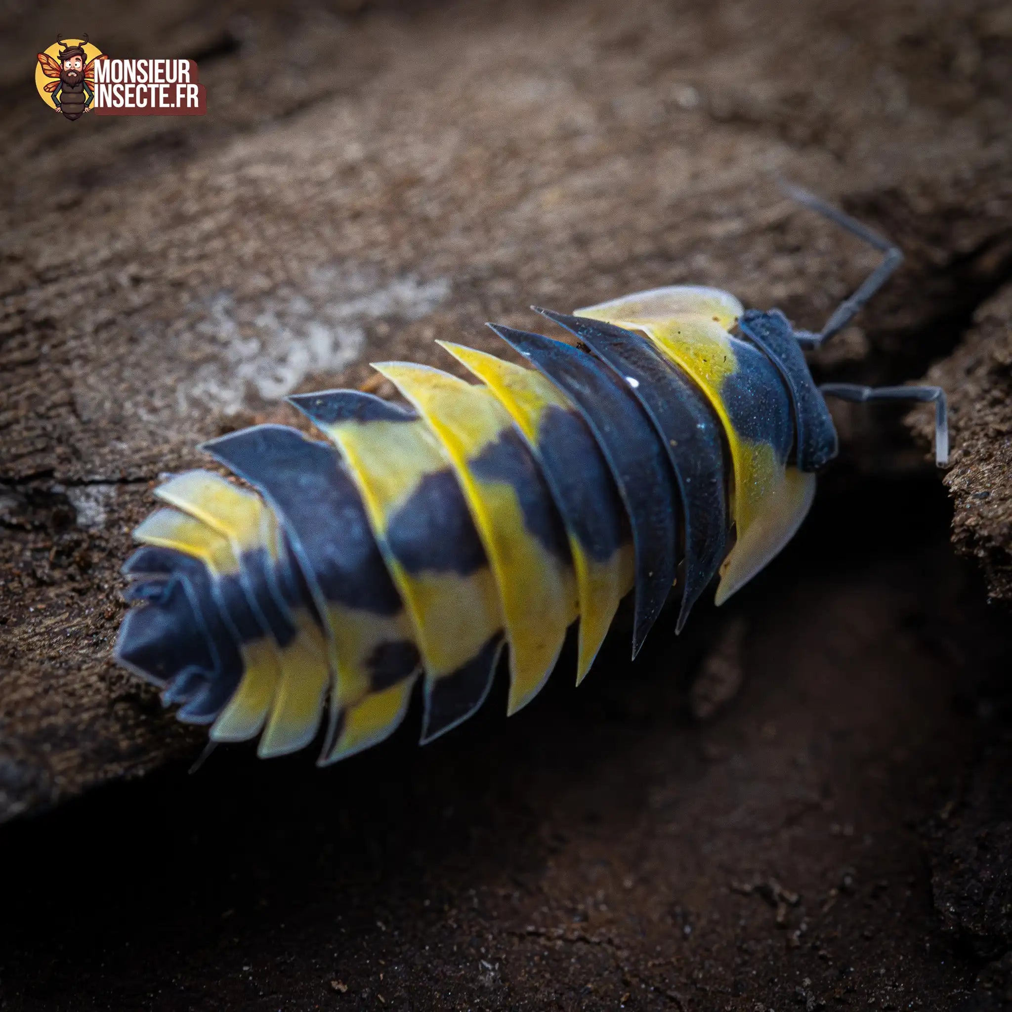 achat-ardentiella-sp.-yellow-phoenix-2