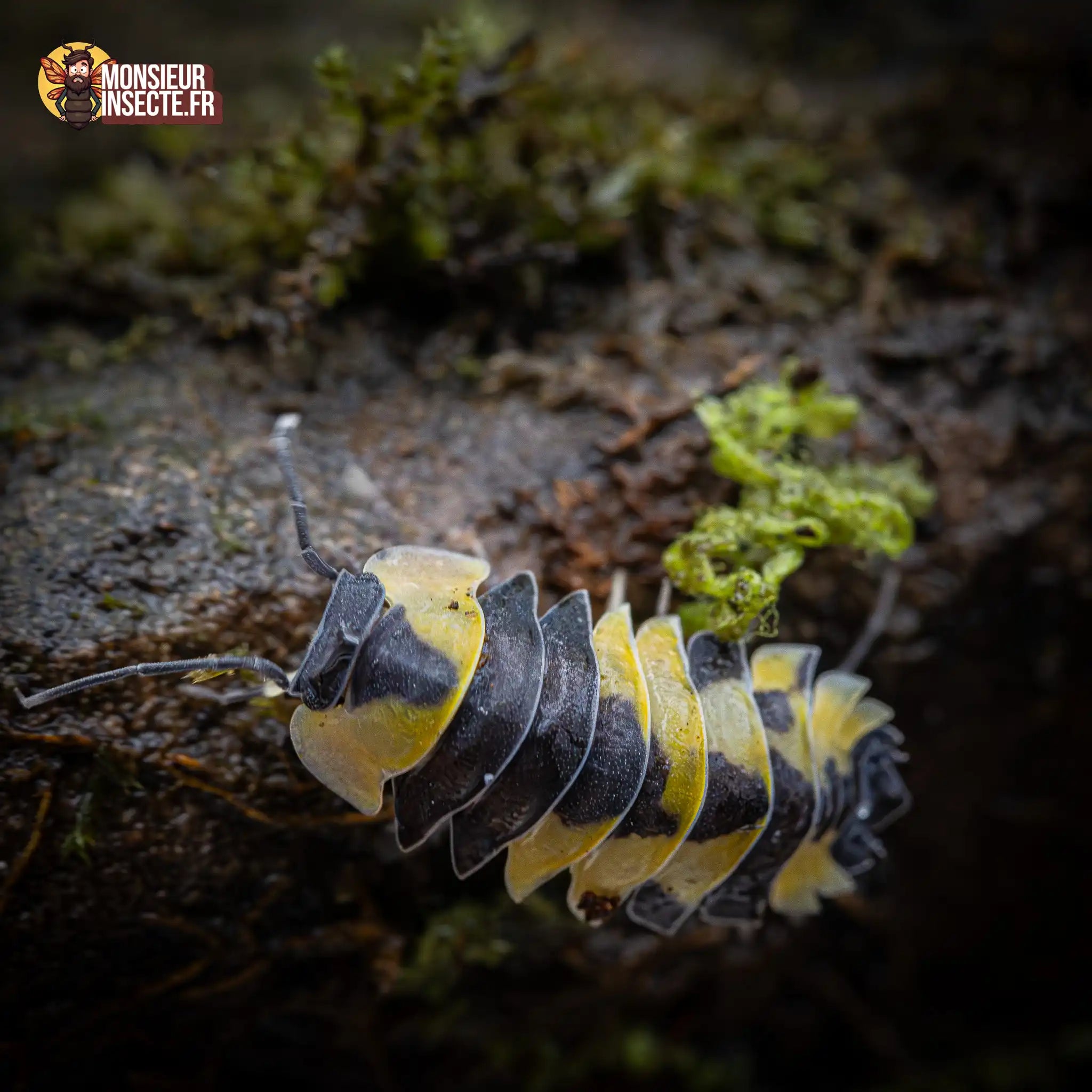 achat-ardentiella-sp.-yellow-phoenix-4
