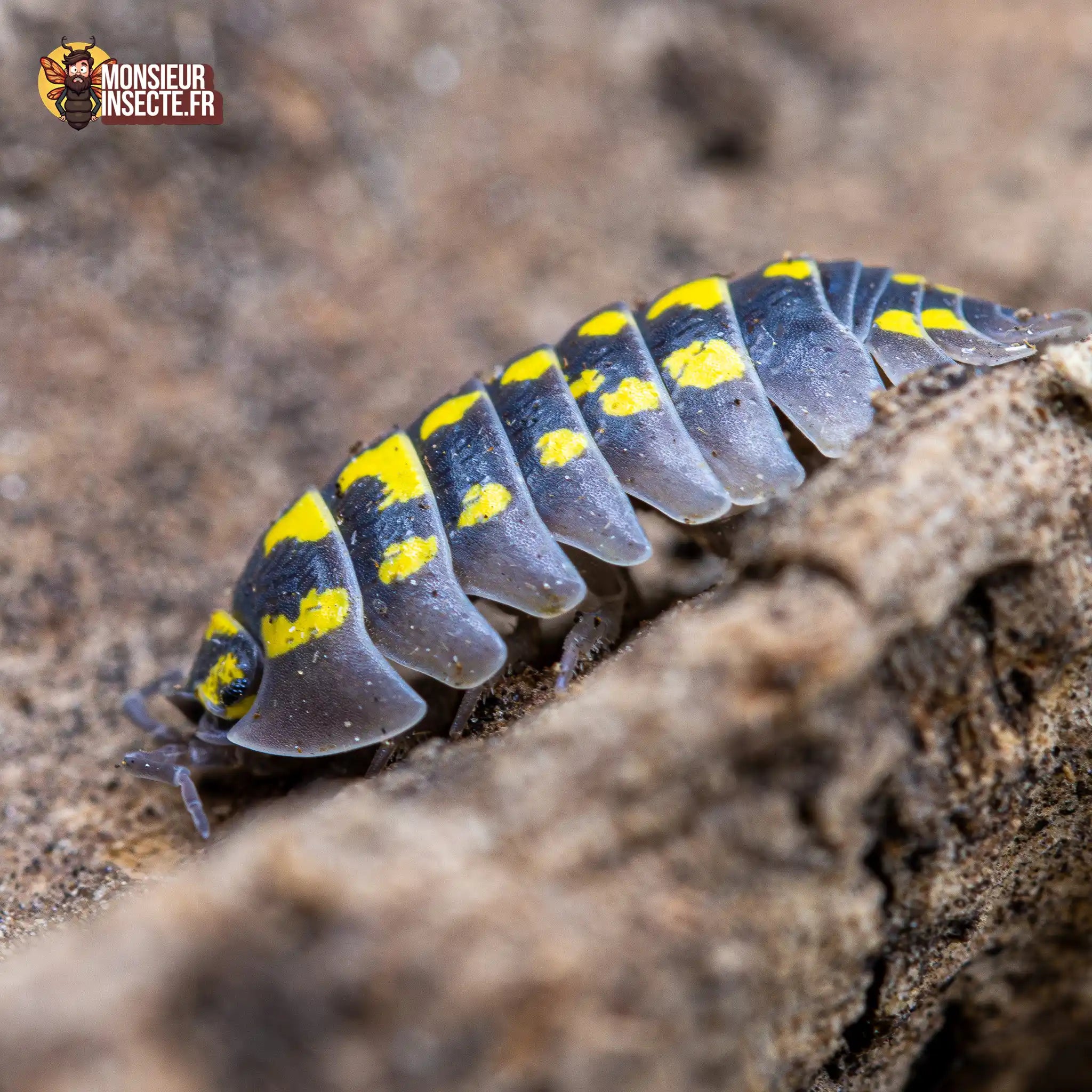 achat-armadillidium-gestroi-2