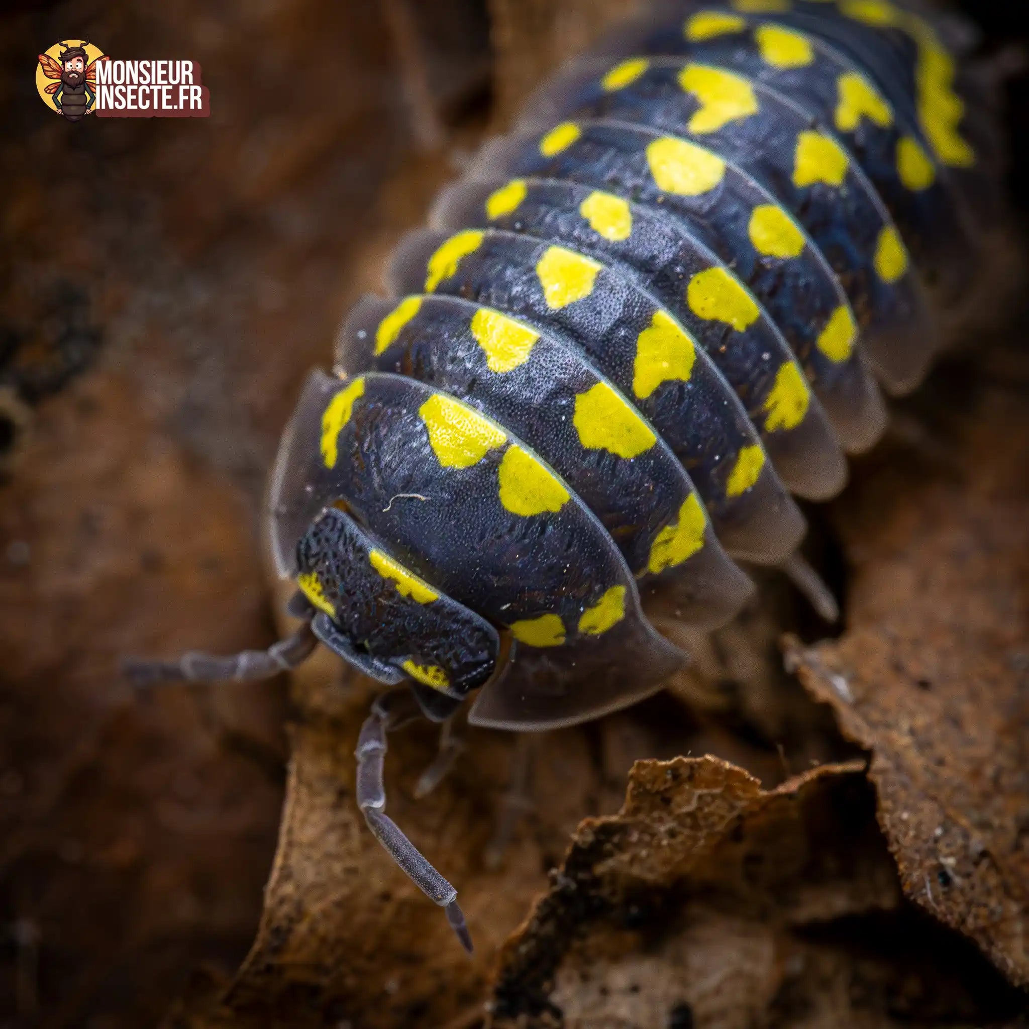 achat-armadillidium-gestroi-giant-1