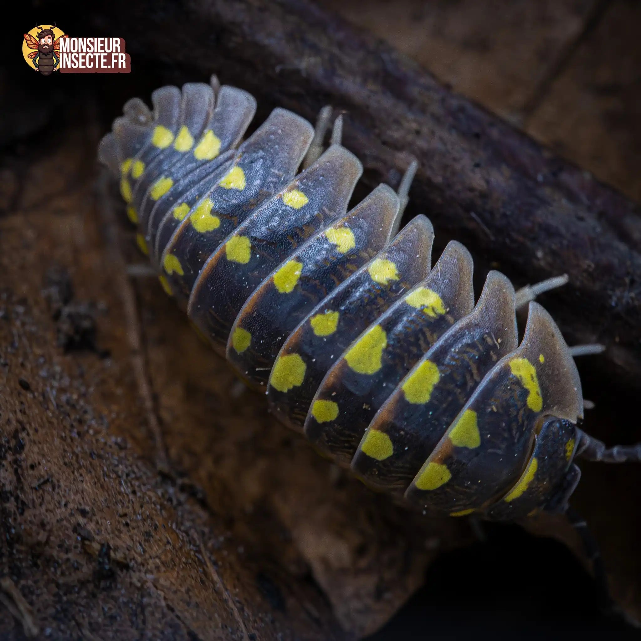 achat-armadillidium-gestroi-giant-5