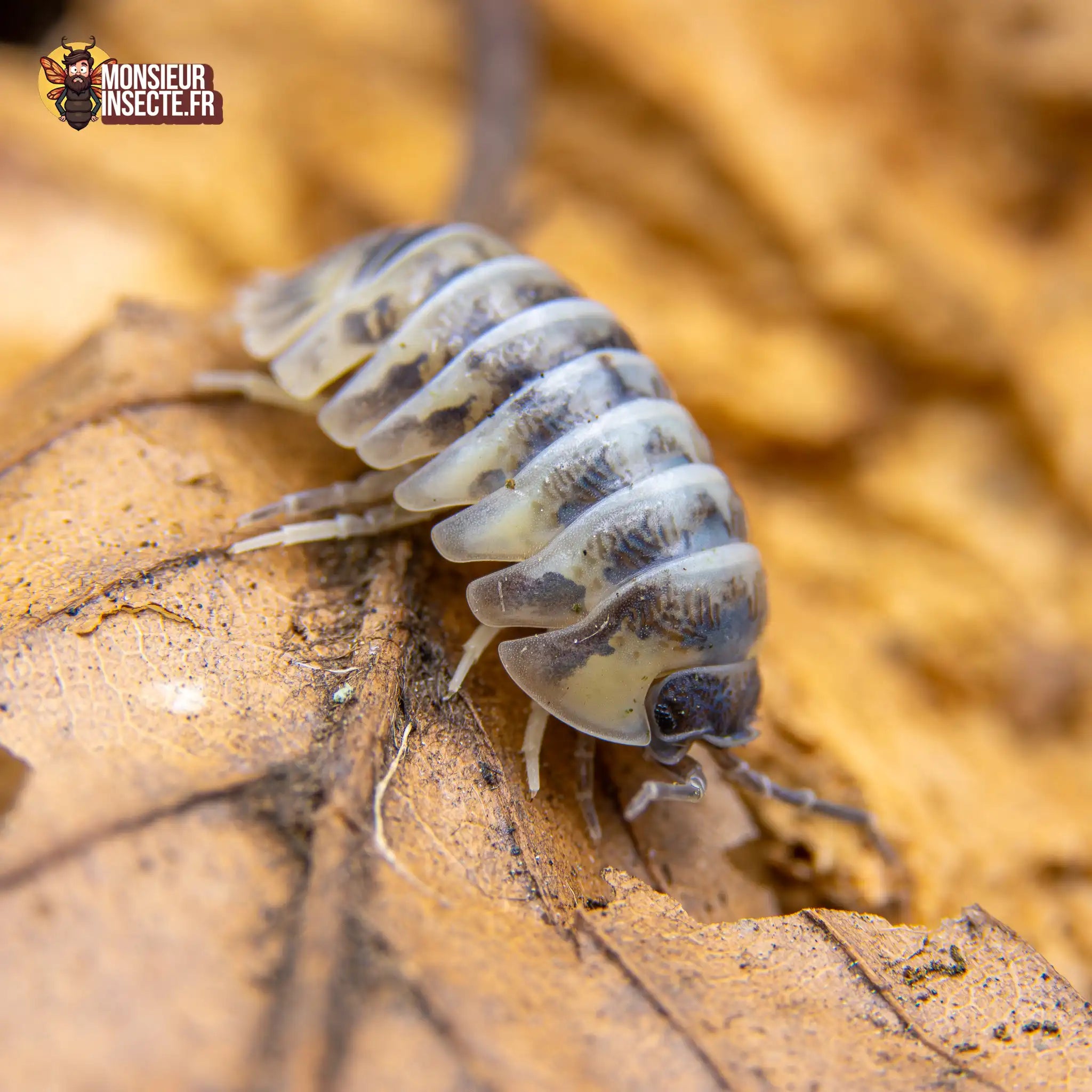 achat-armadillidium-gestroi-milky-way-1