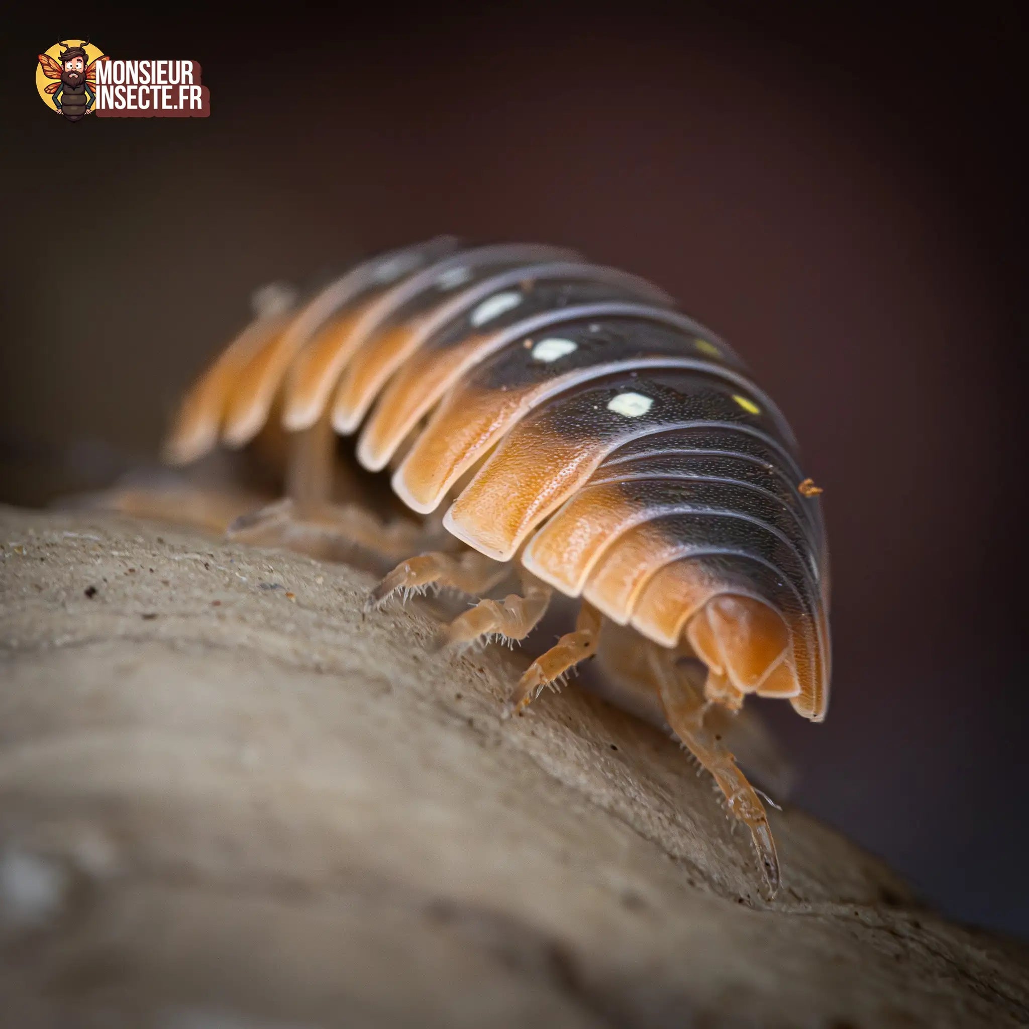 achat-armadillidium-klugi-montenegro-1