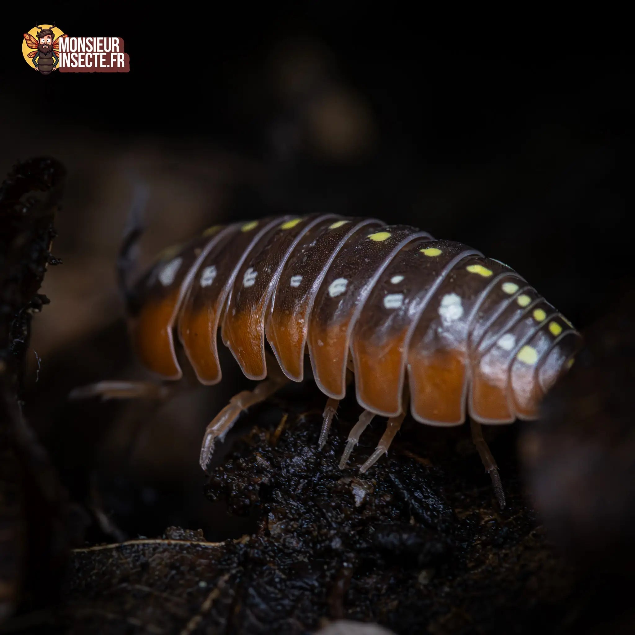 achat-armadillidium-klugi-montenegro-3