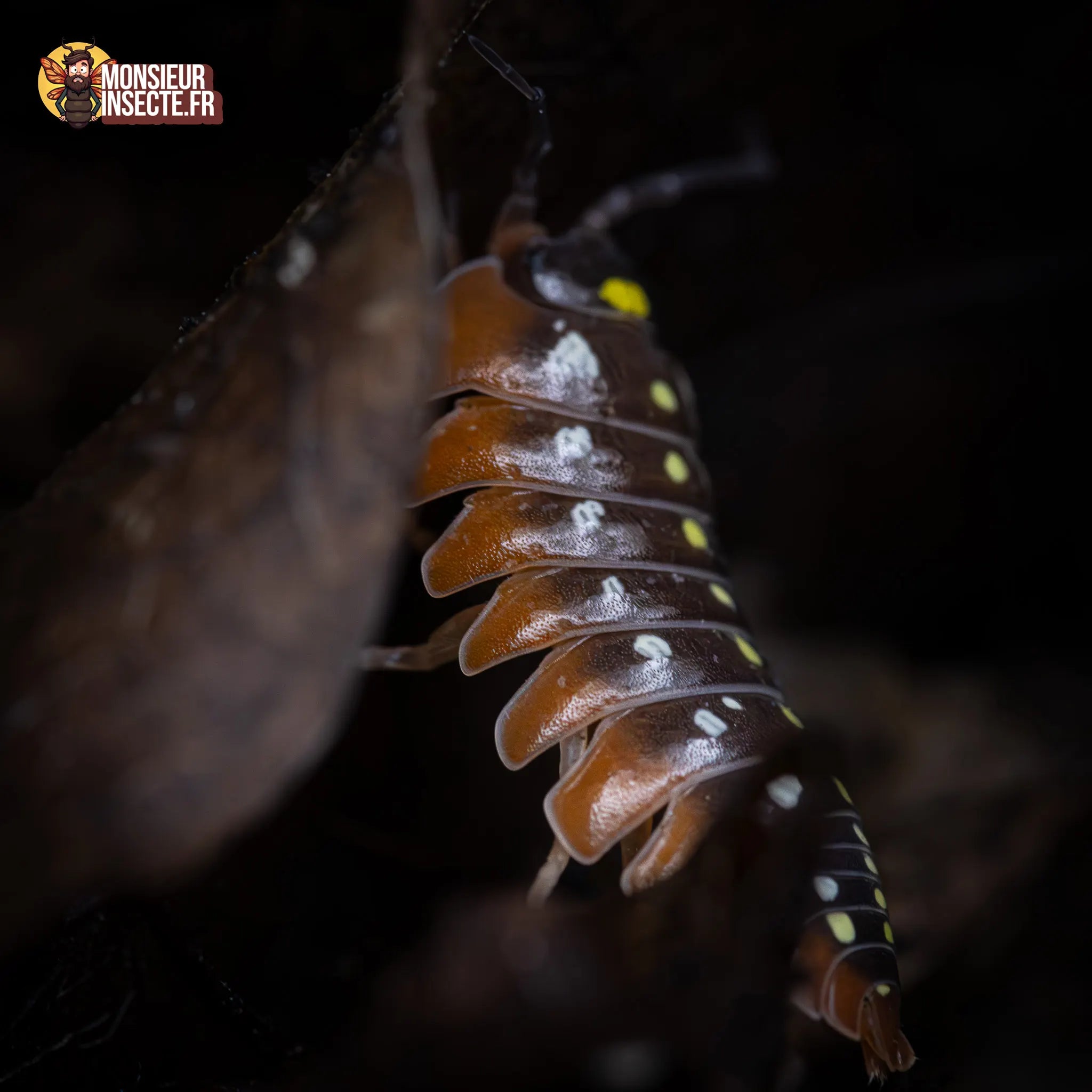 achat-armadillidium-klugi-montenegro-4