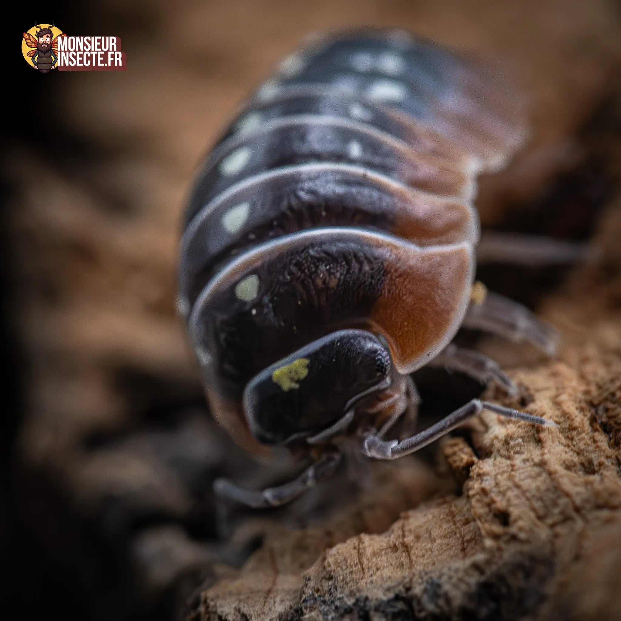 achat-armadillidium-klugi-montenegro-5