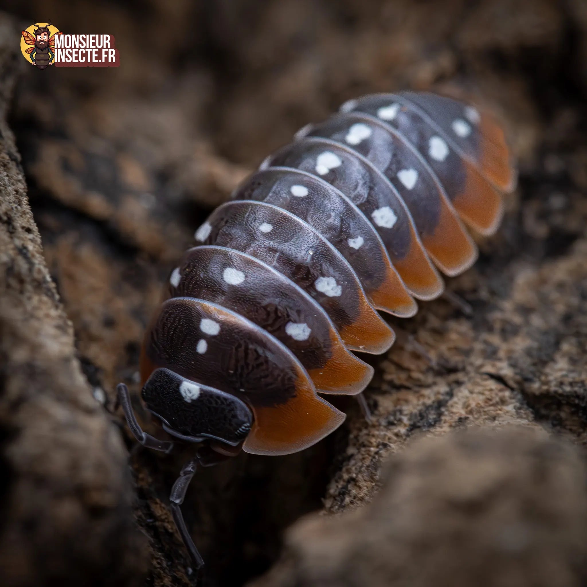 achat-armadillidium-klugi-montenegro-6