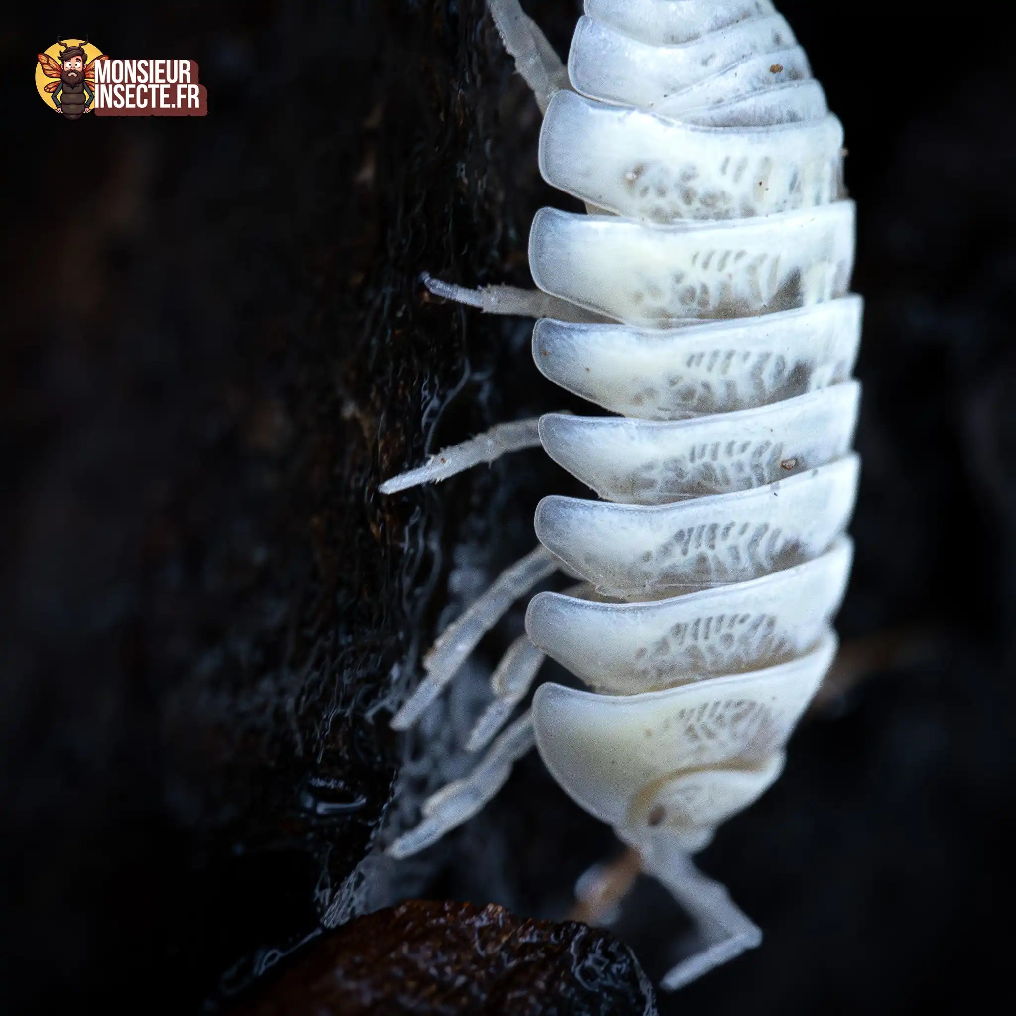 achat-armadillidium-maculatum-champagne-11
