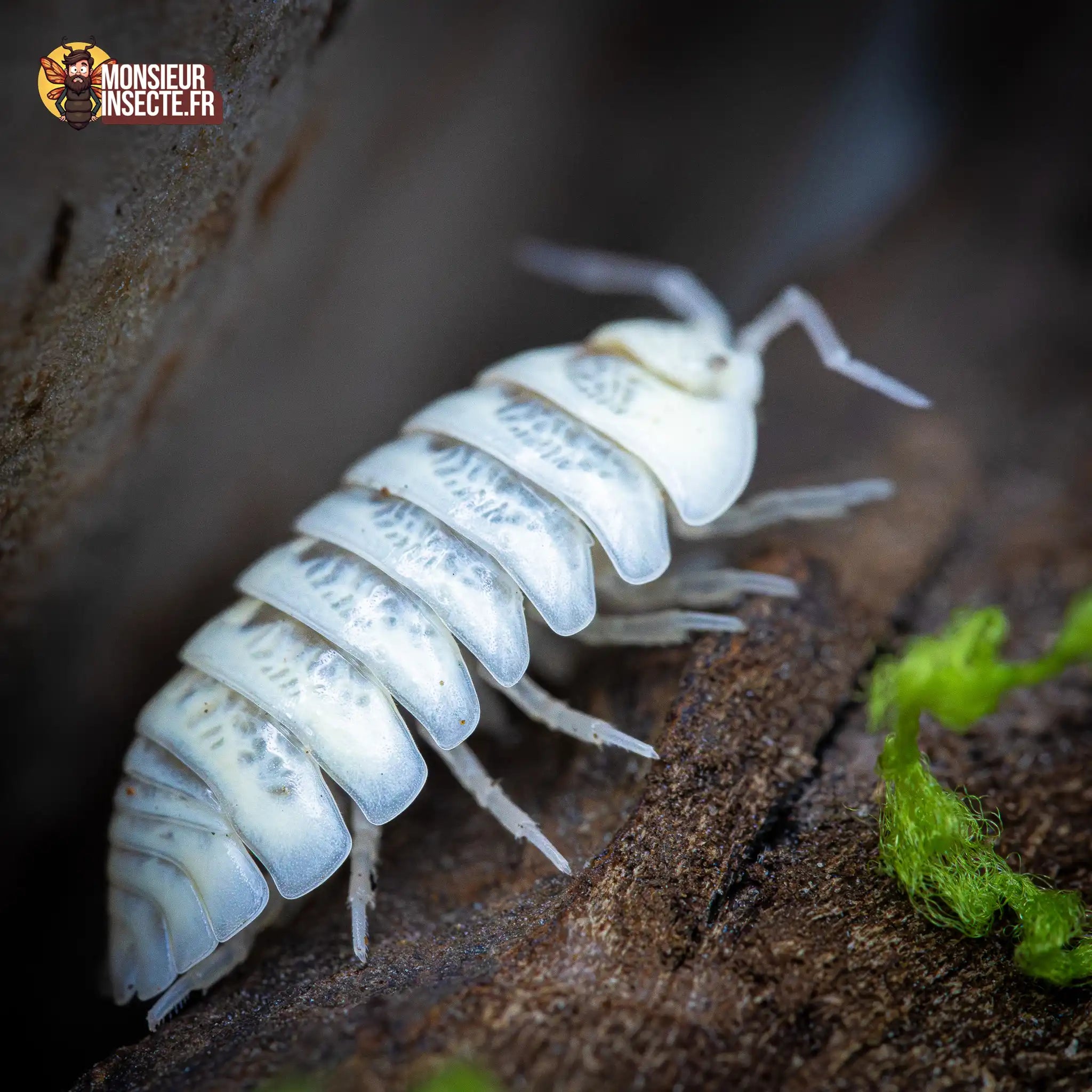 achat-armadillidium-maculatum-champagne-22