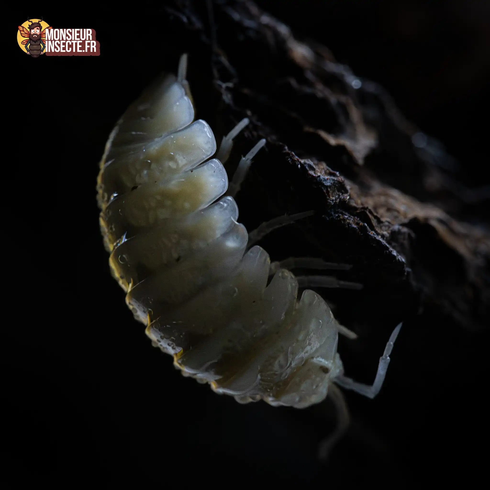 achat-armadillidium-maculatum-champagne-44