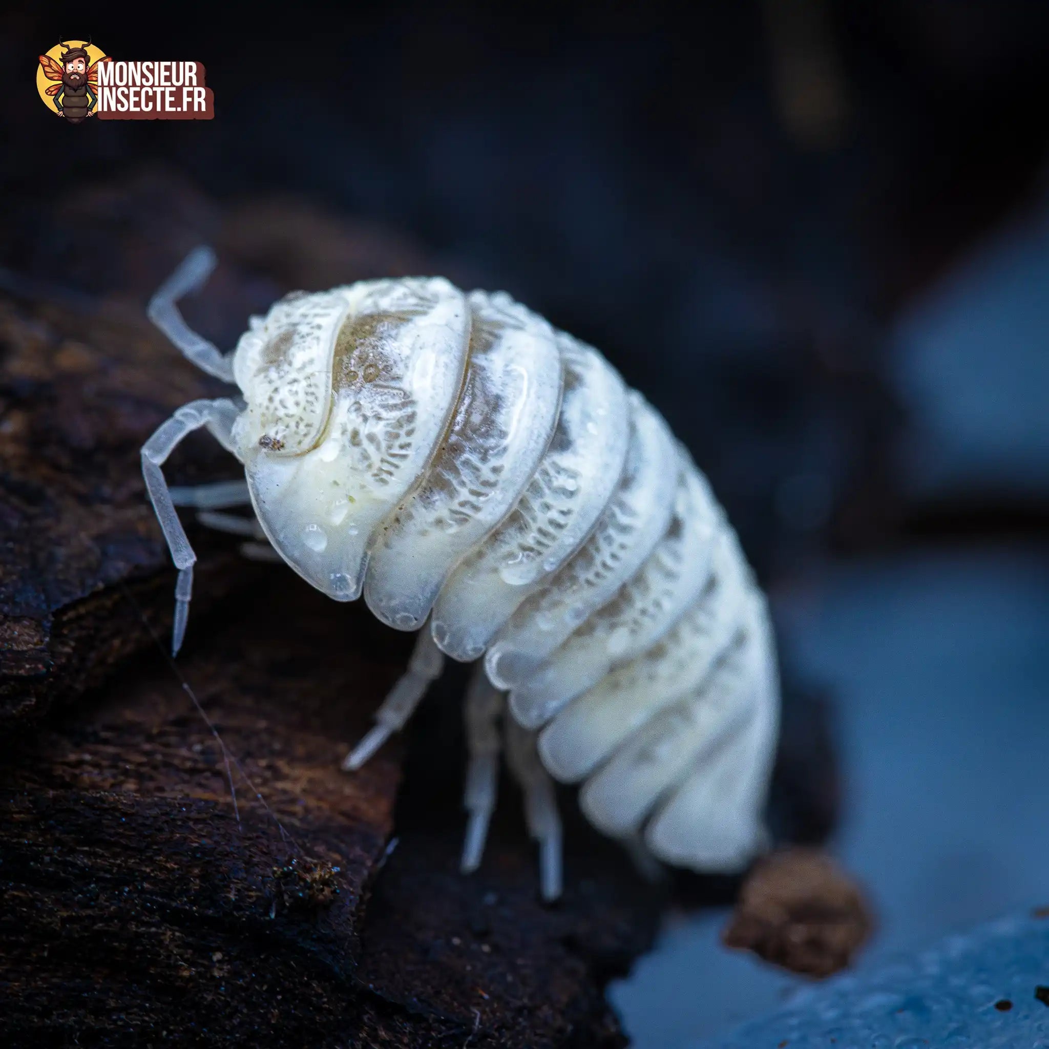 achat-armadillidium-maculatum-champagne-6
