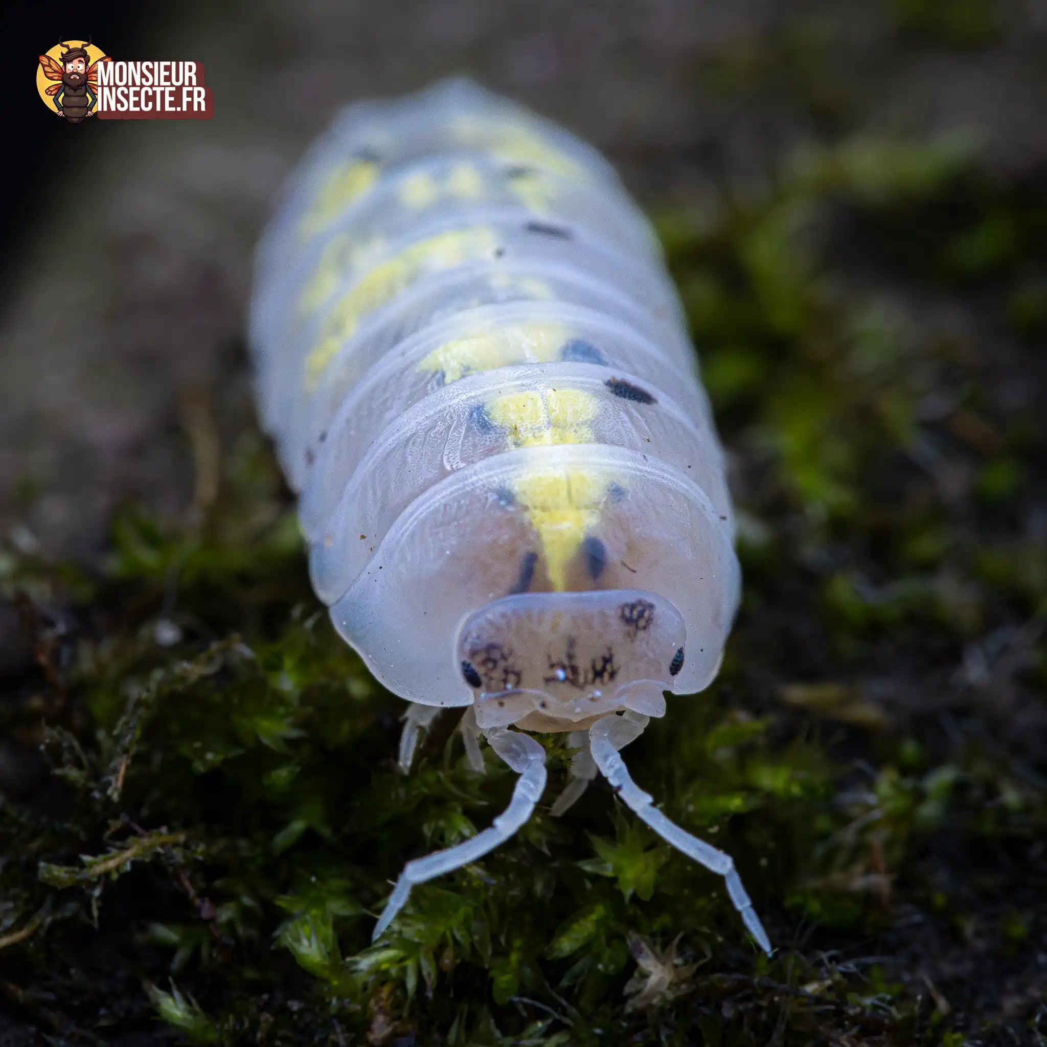 achat-armadillidium-magic-potion-4