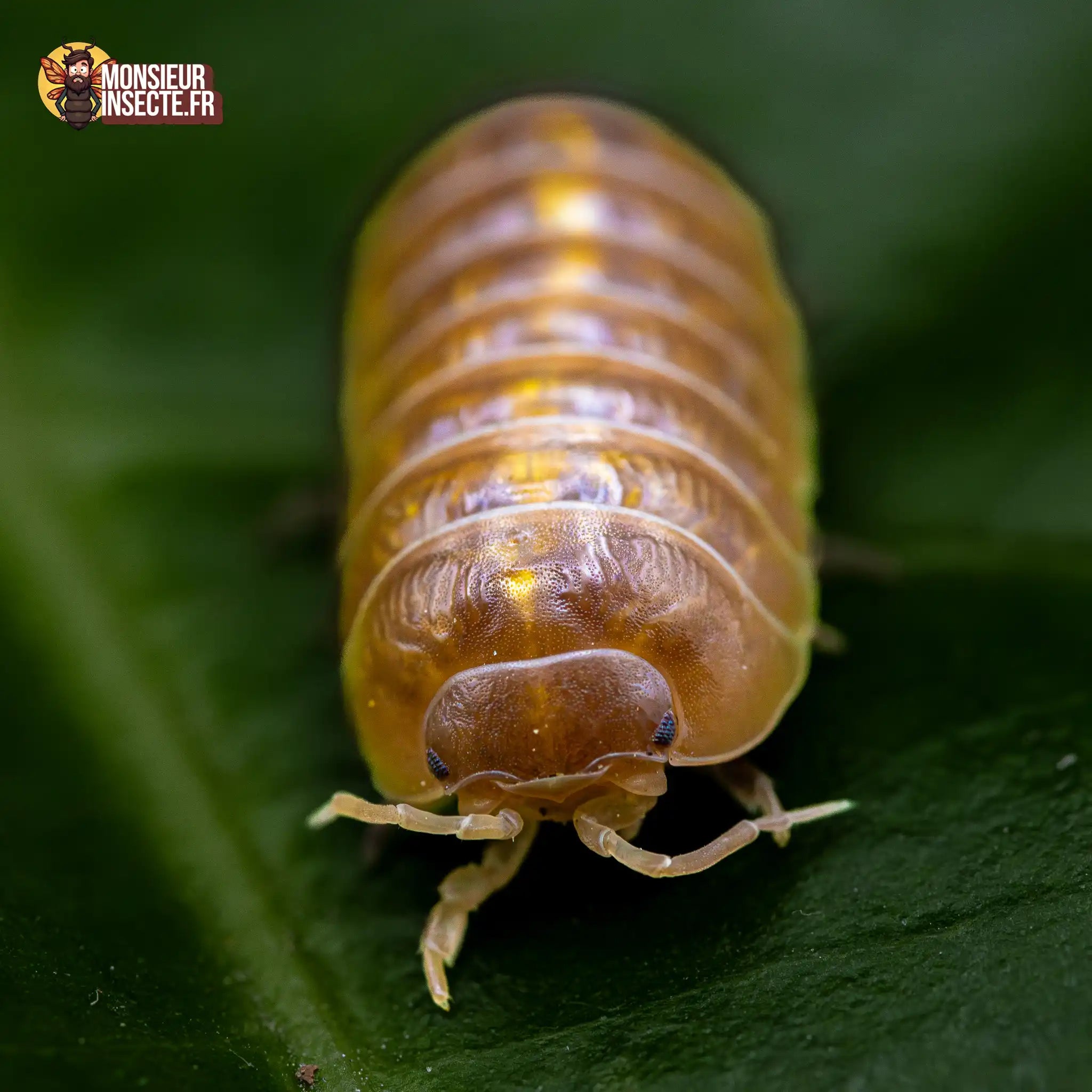 achat-armadillidium-sp.albino-12