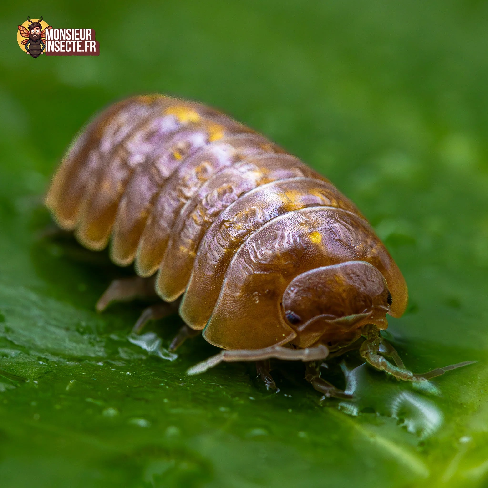 achat-armadillidium-sp.albino-33