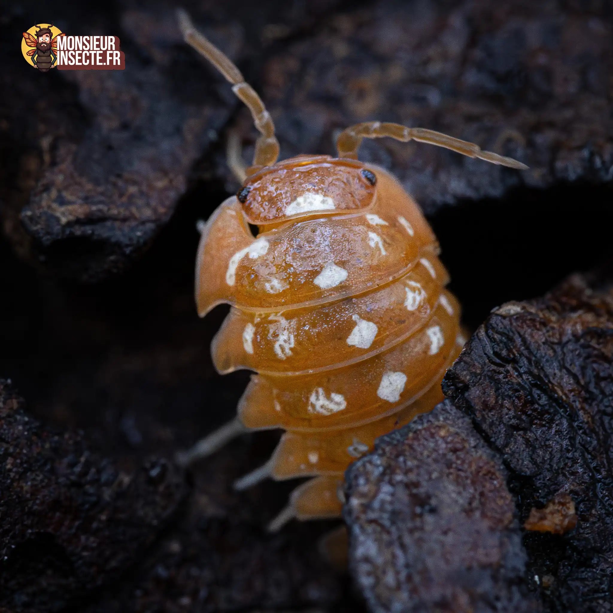 Cloporte Isopode | Armadillidium werneri Orange