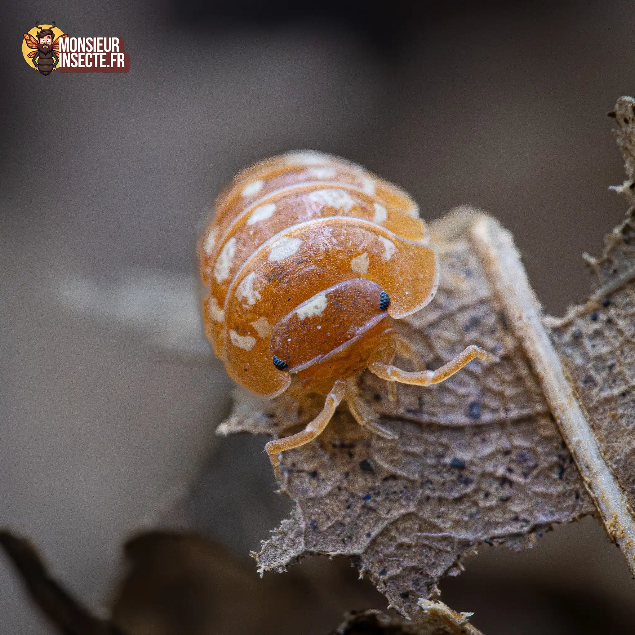 Cloporte Isopode | Armadillidium werneri Orange