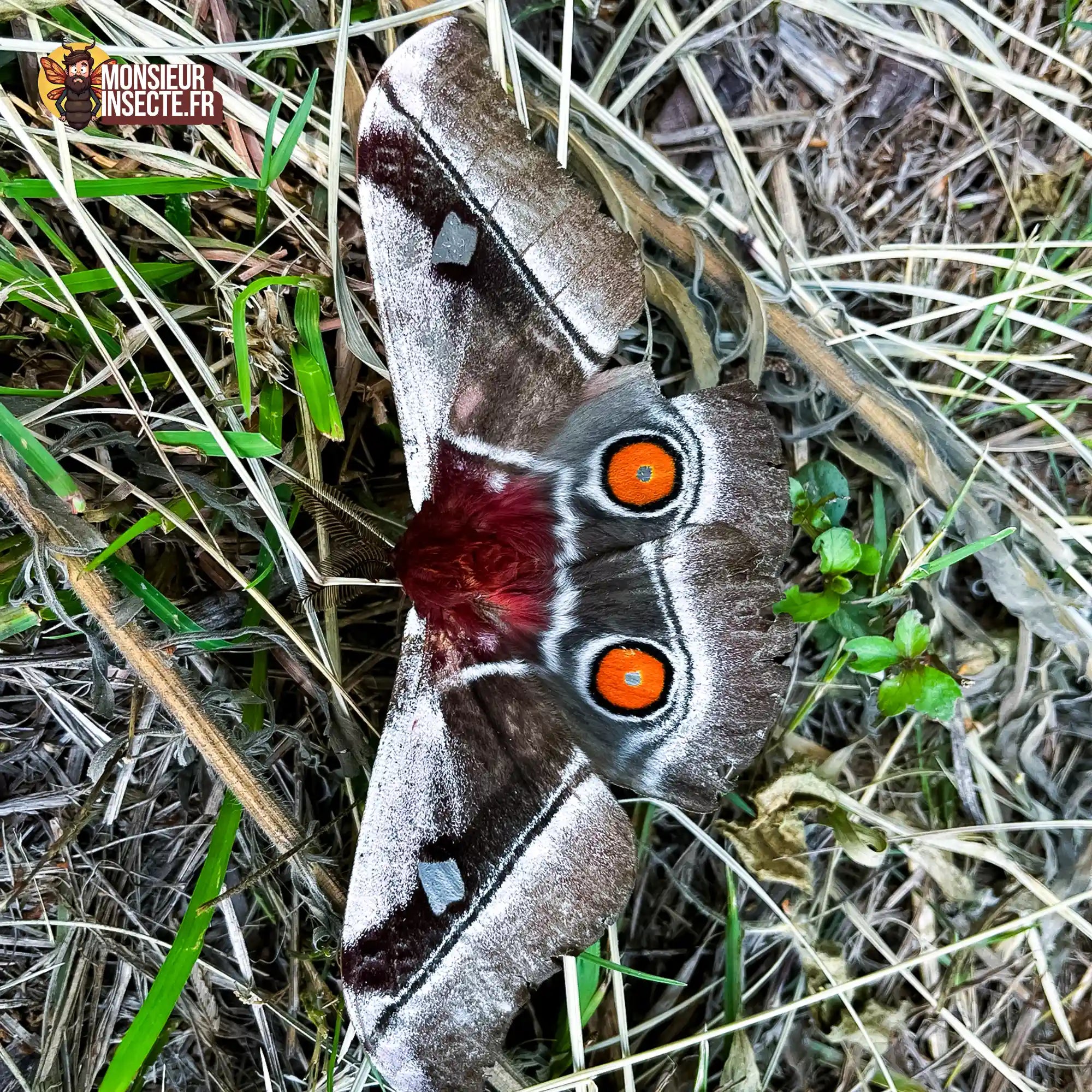 Chenille | Papillon géant (Bunaea Alcinoe)