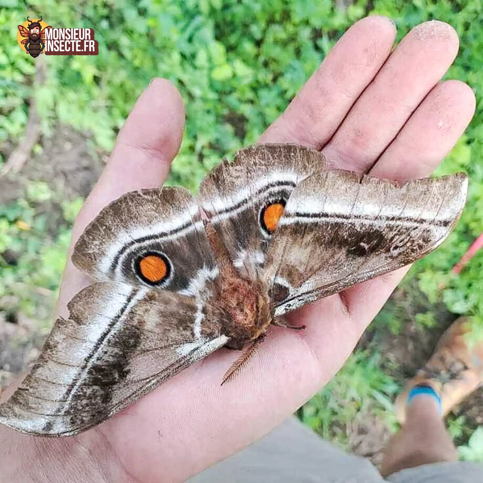 Chenille | Papillon géant (Bunaea Alcinoe)