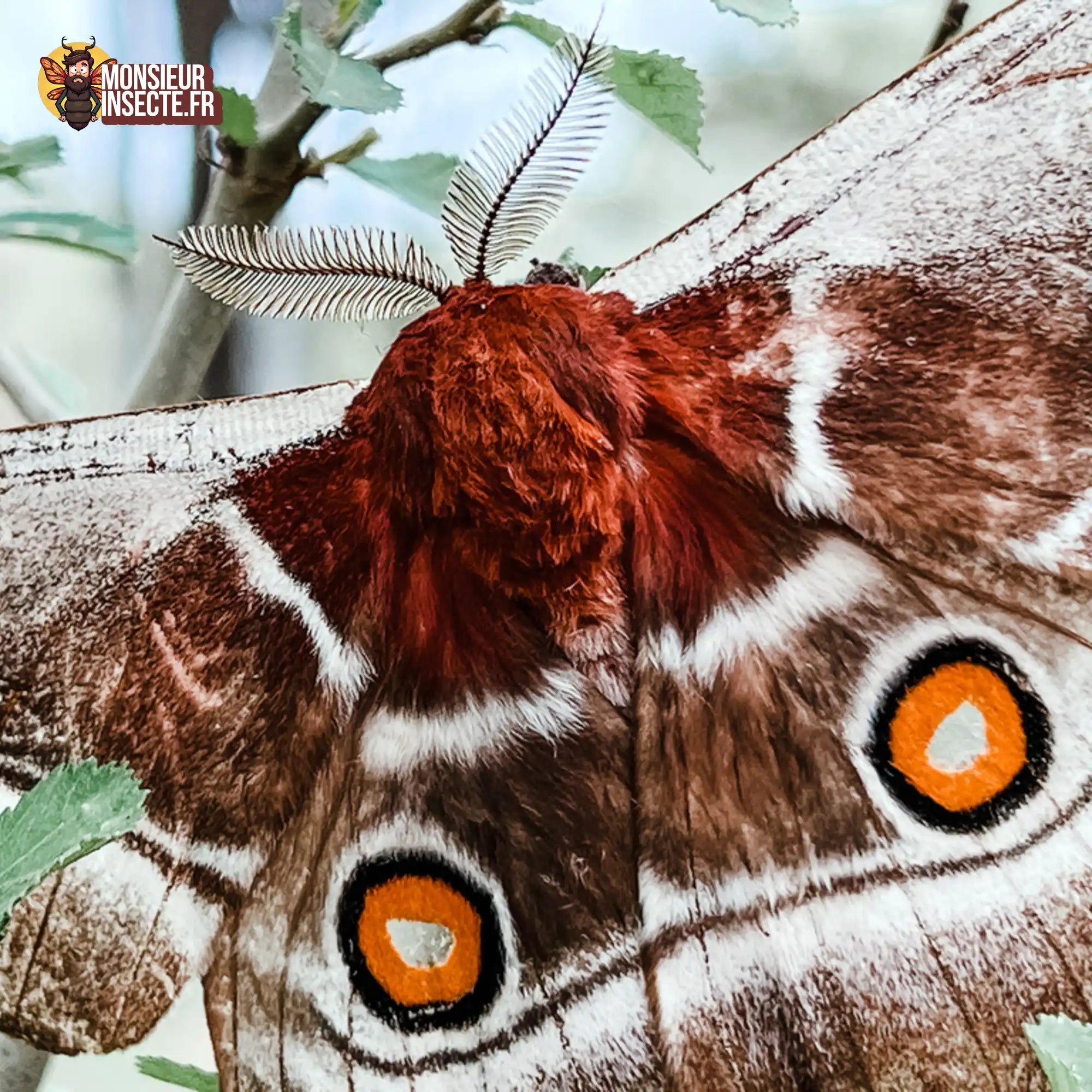 Chenille | Papillon géant (Bunaea Alcinoe)