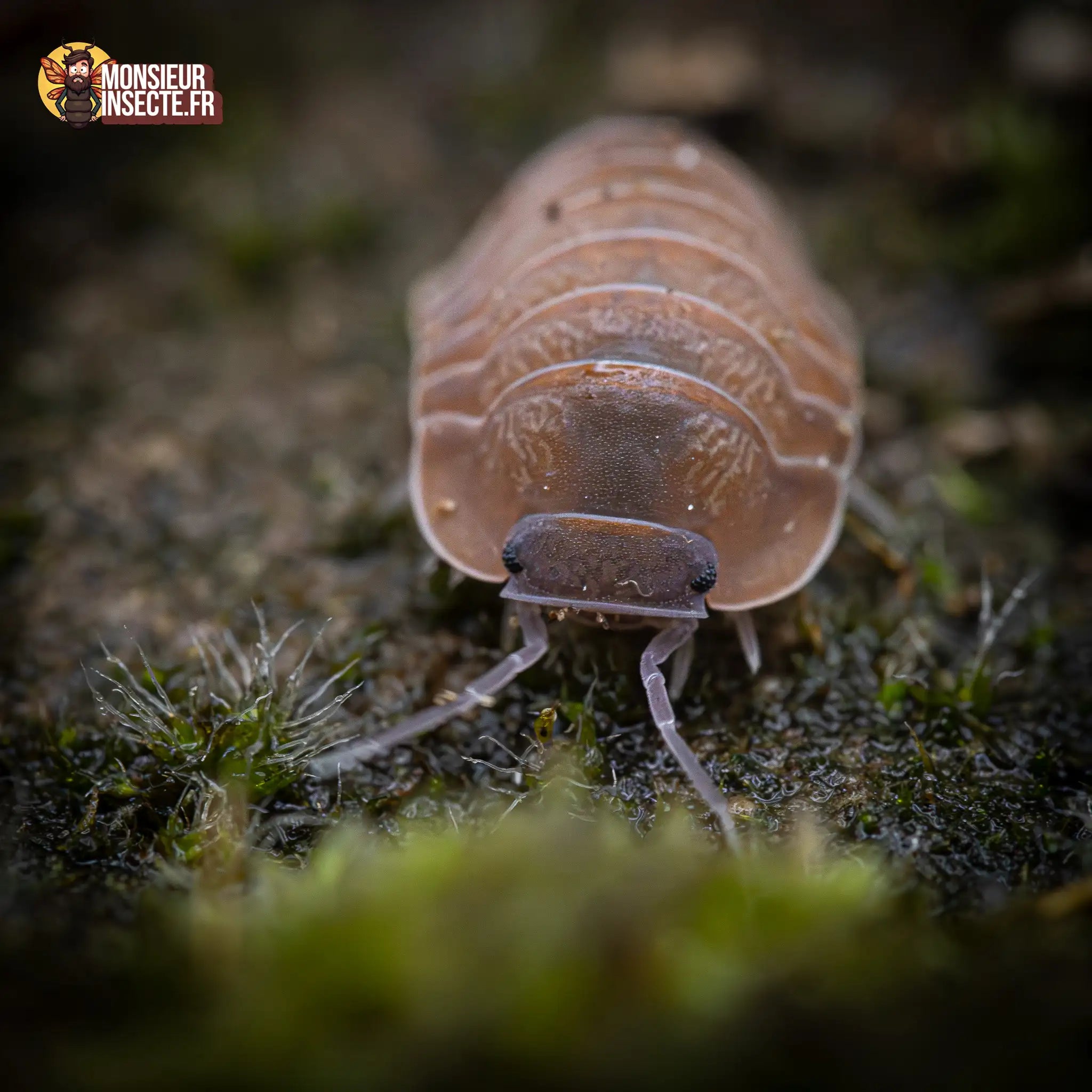 achat-caribodillo-martinicensis-1