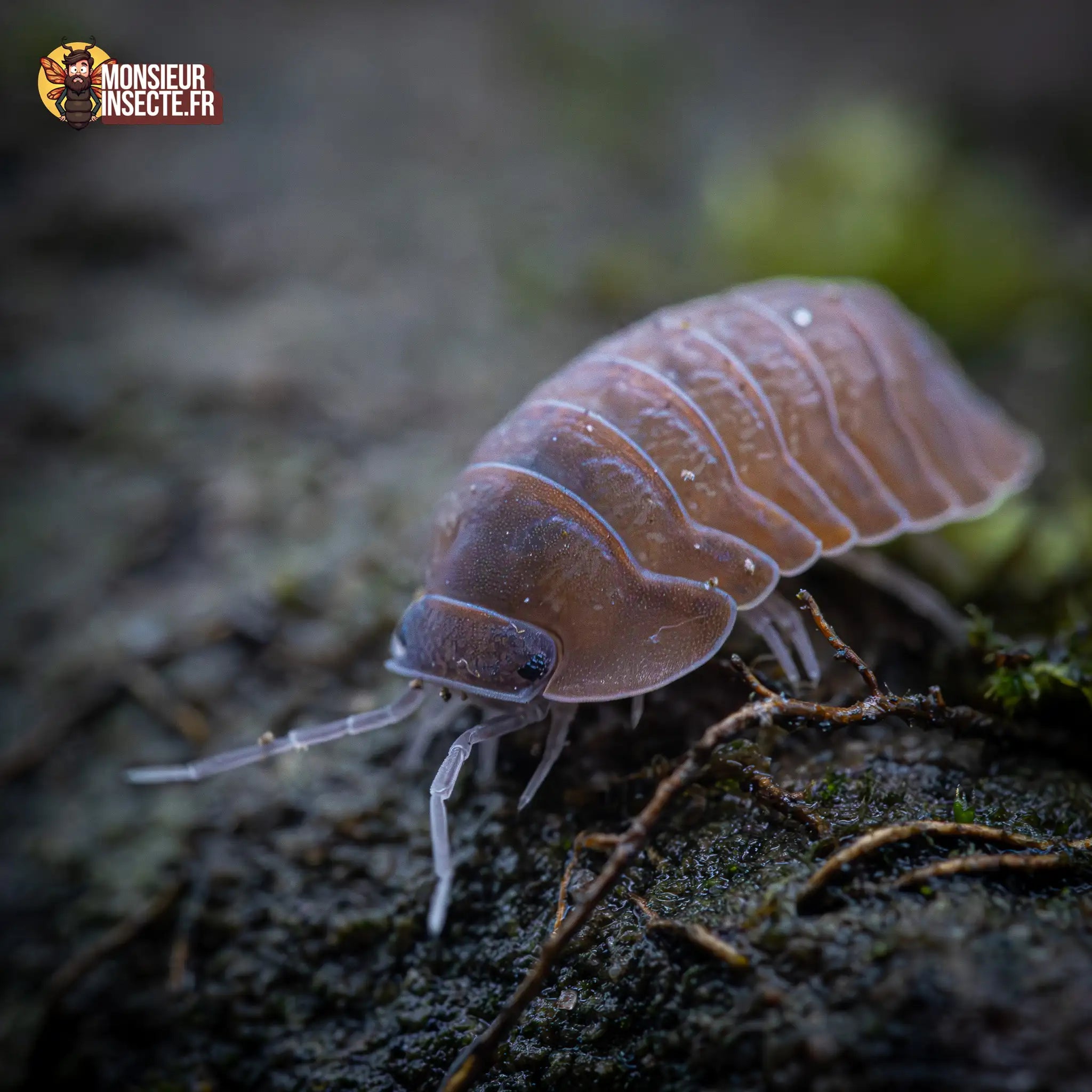 achat-caribodillo-martinicensis-3