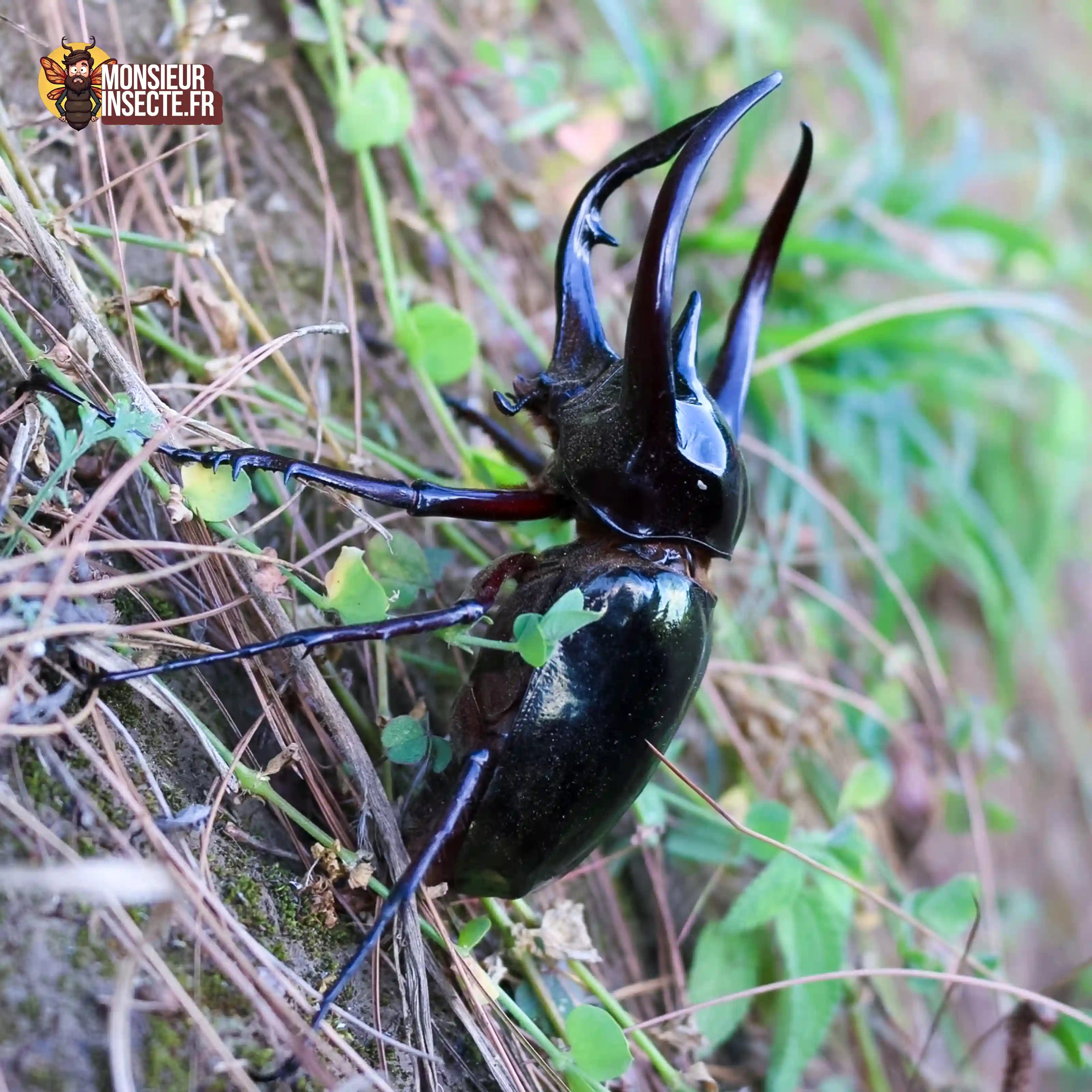 achat-chalcosoma-chiron-chiron-3