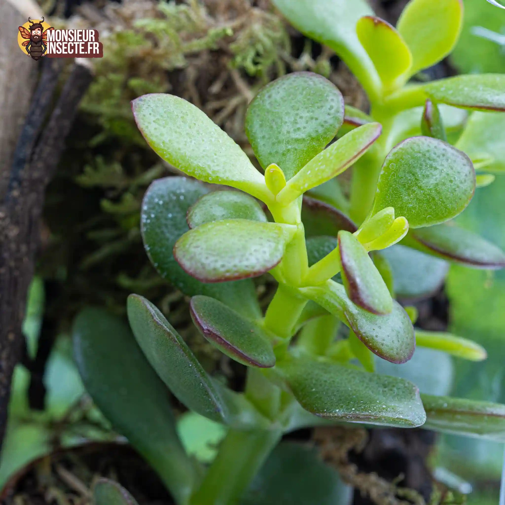 achat-crassula-minor-1