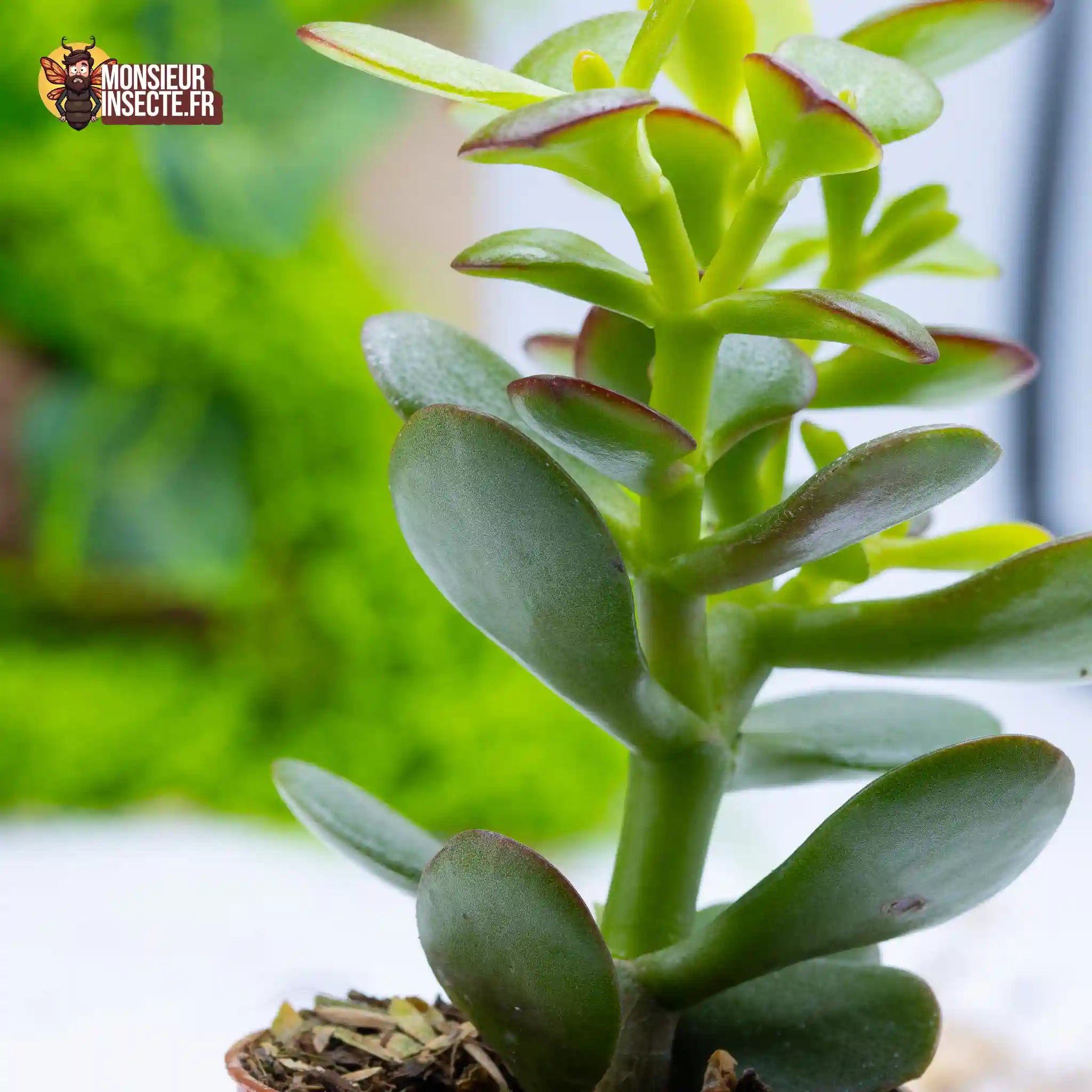 achat-crassula-minor-2