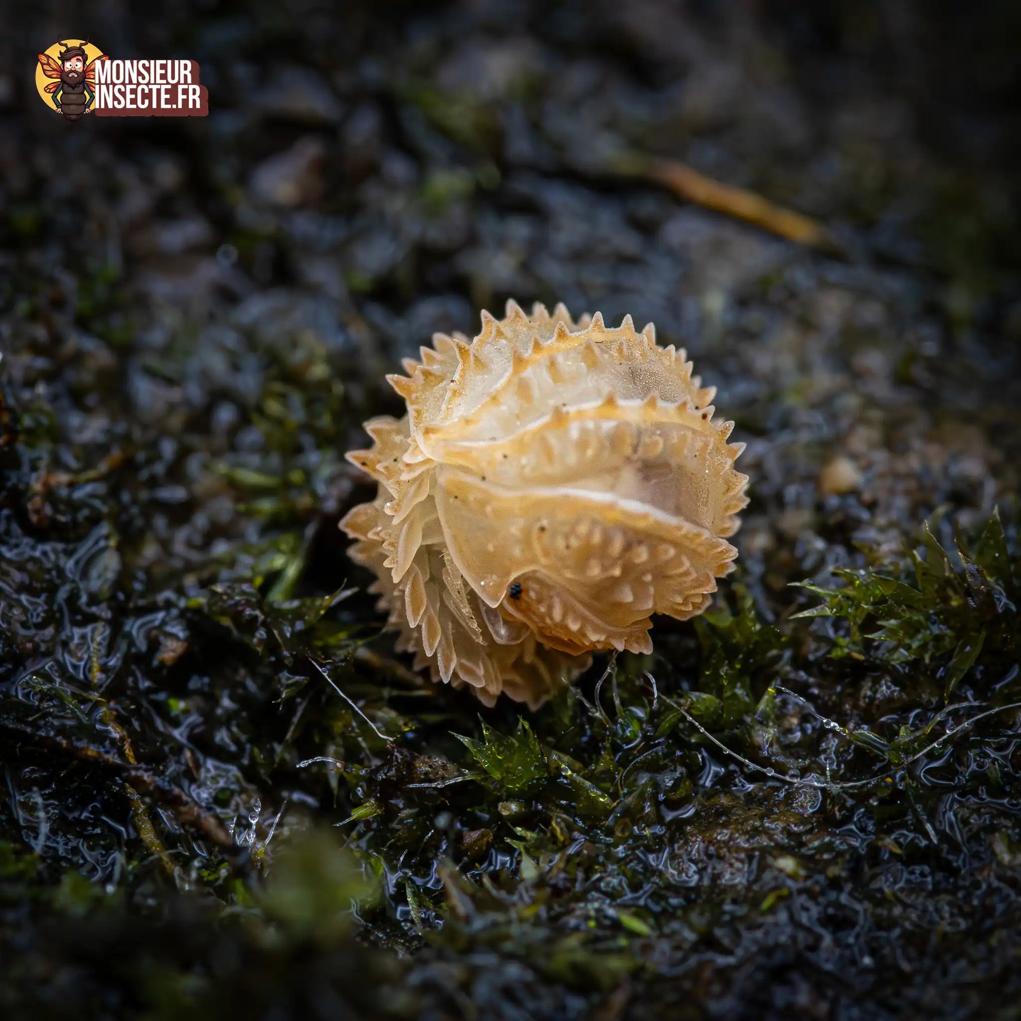 achat-cristarmadilidium-maculatum-1