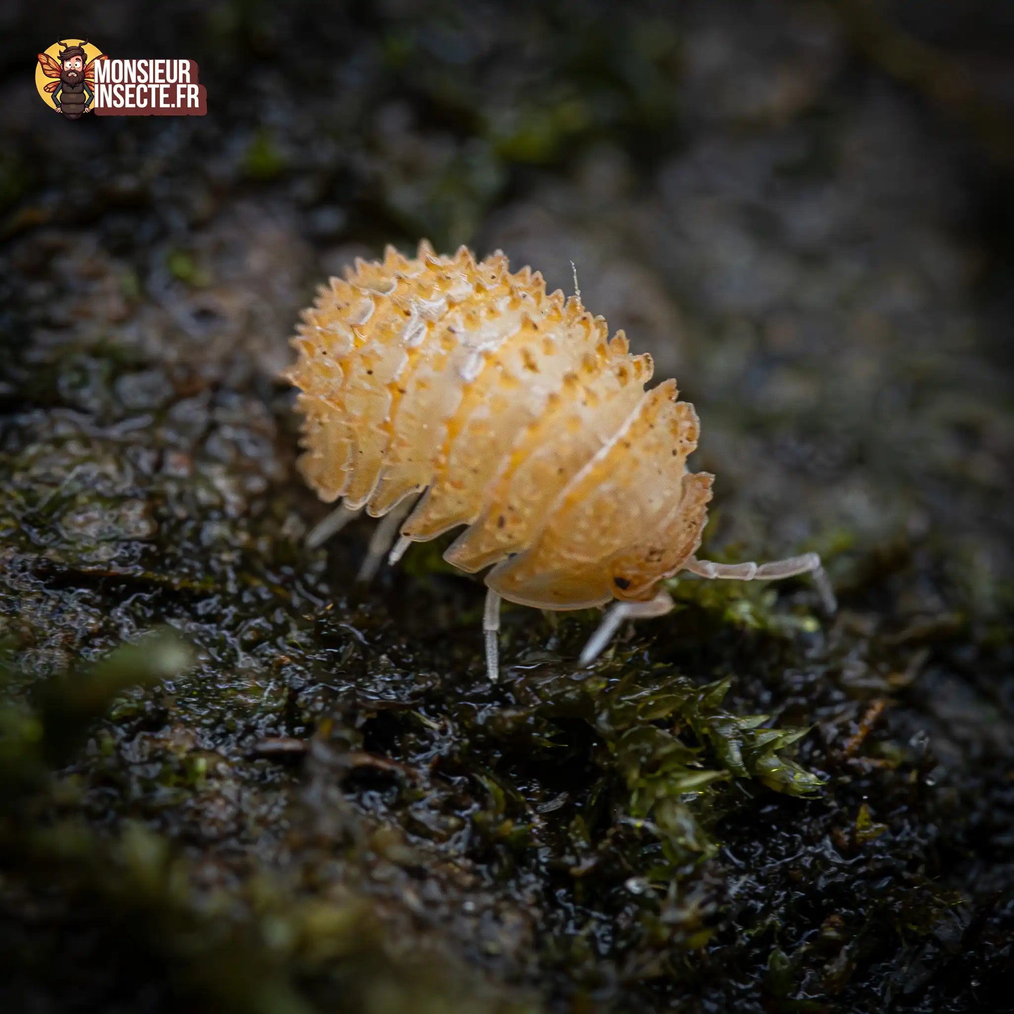 achat-cristarmadilidium-maculatum-2