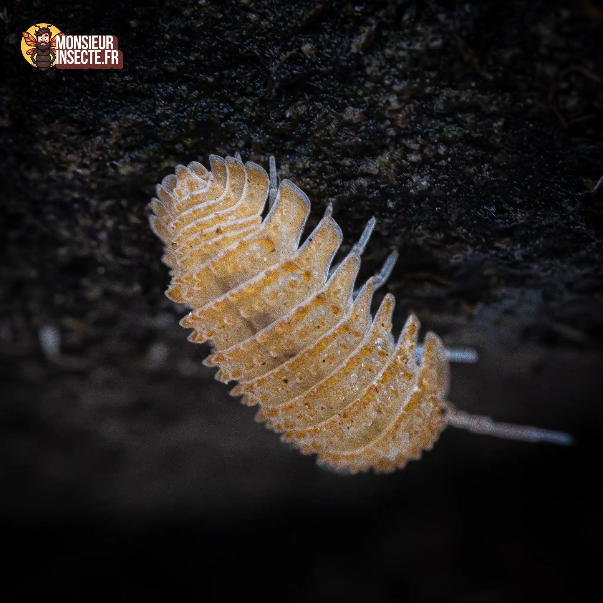 achat-cristarmadilidium-maculatum-4