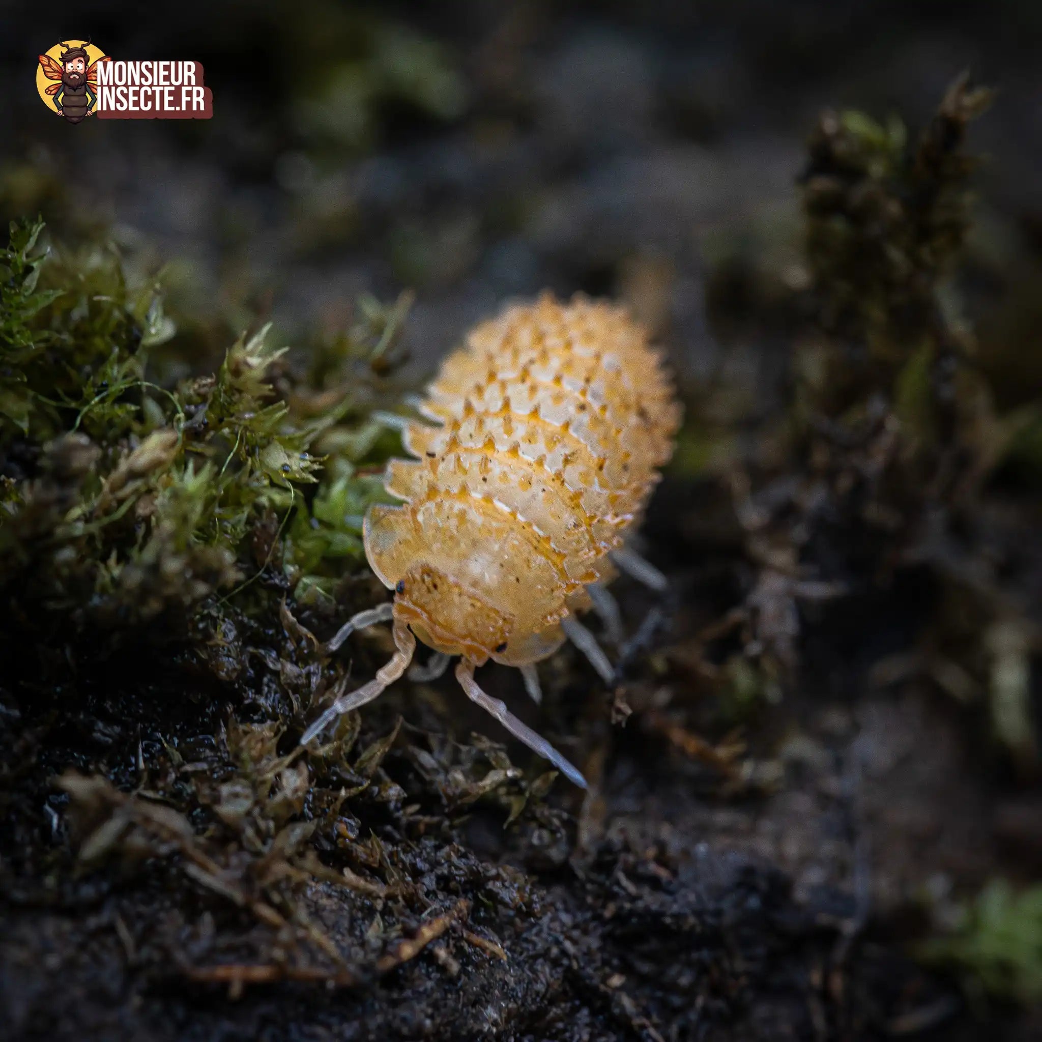 achat-cristarmadilidium-maculatum-5