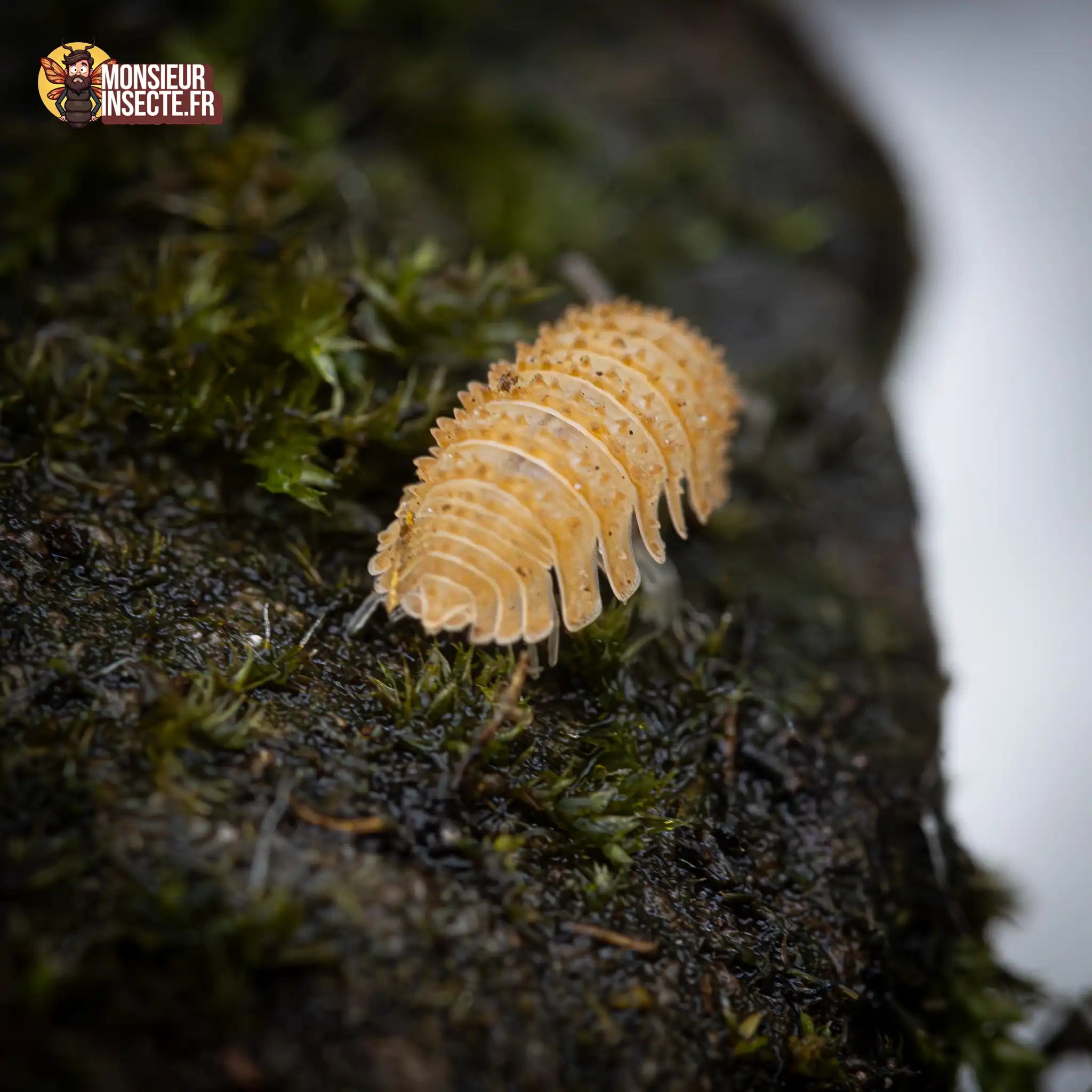 achat-cristarmadilidium-maculatum-6
