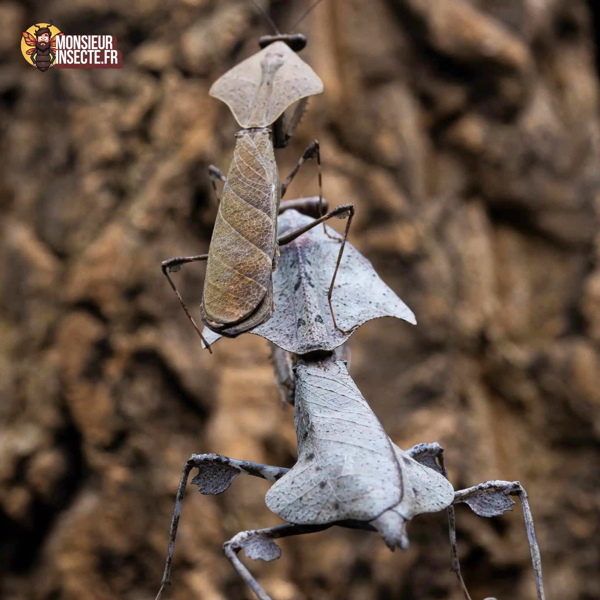 achat-deroplatys-lobata-1