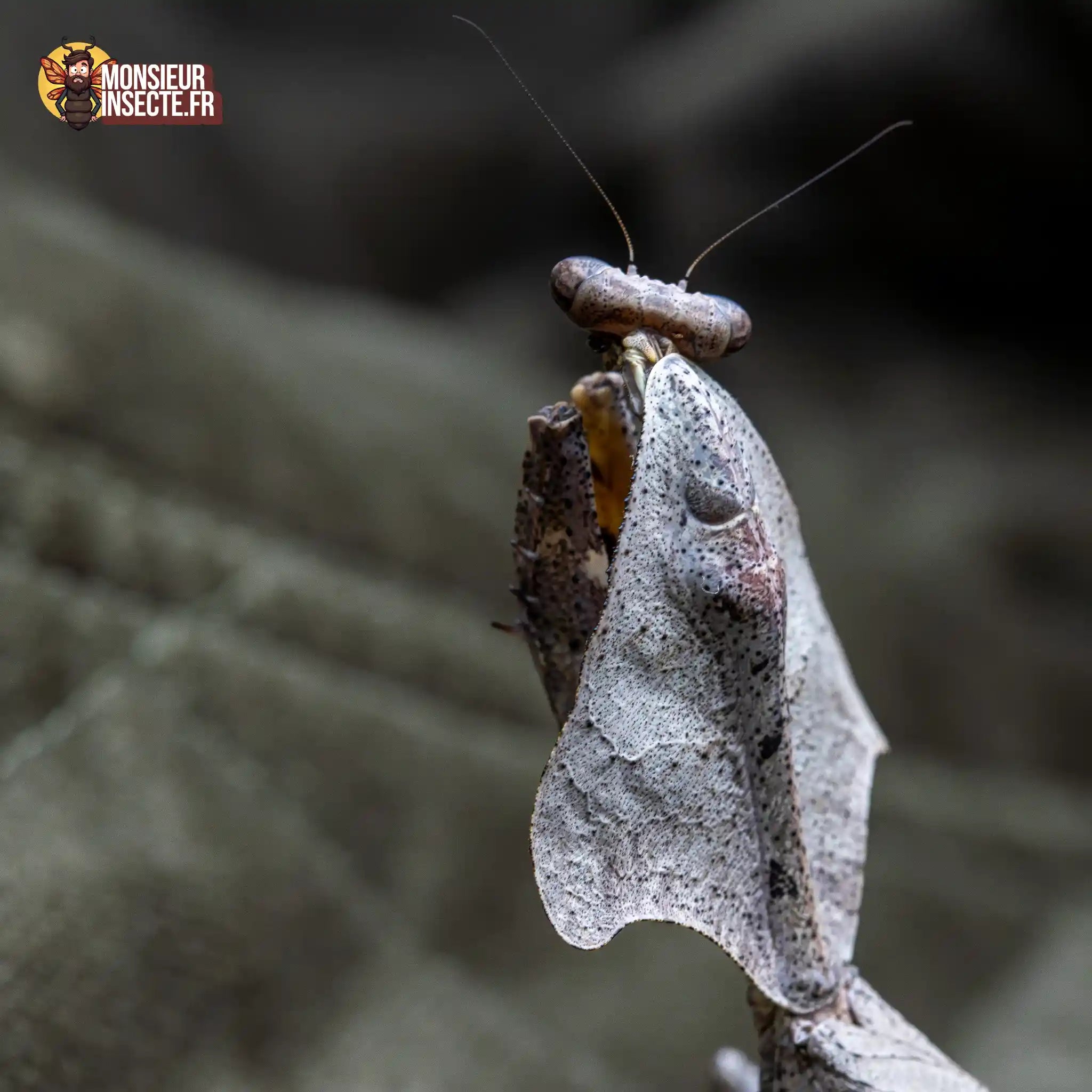 achat-deroplatys-lobata-12