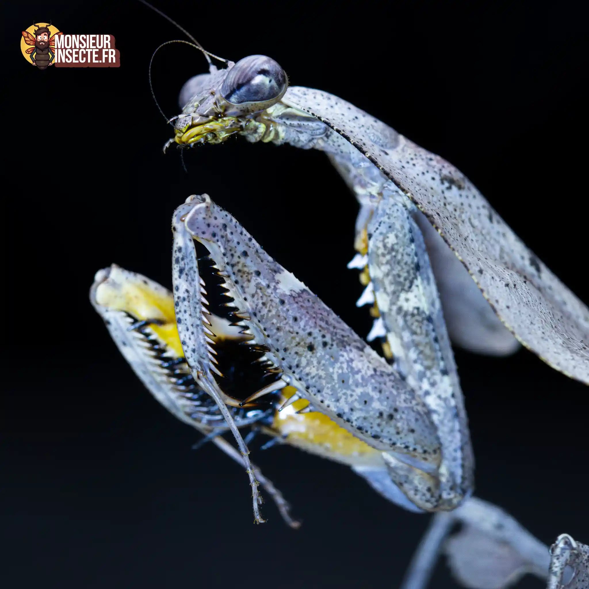 achat-deroplatys-lobata-5