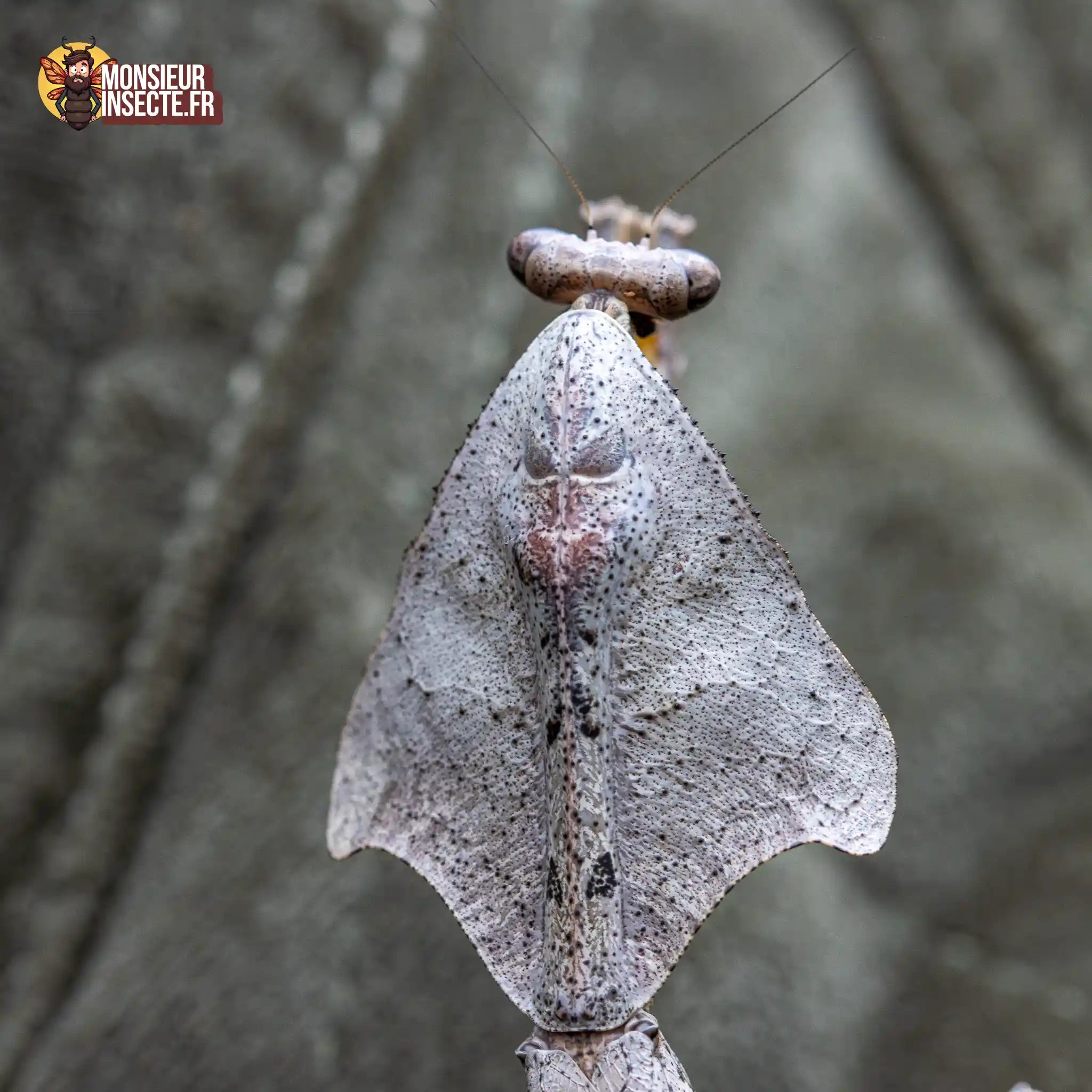 achat-deroplatys-lobata-8