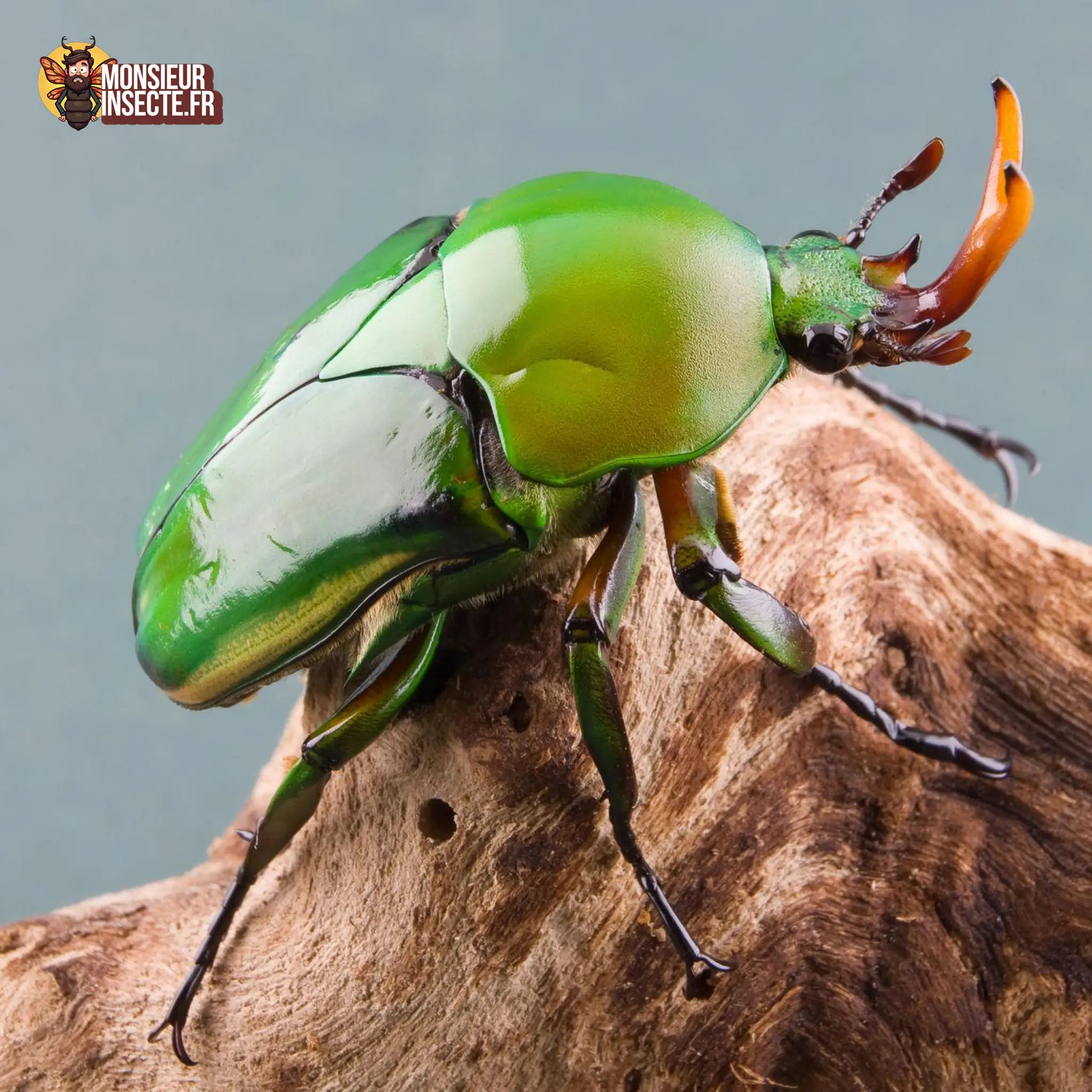 achat-eudicella-morgani-3