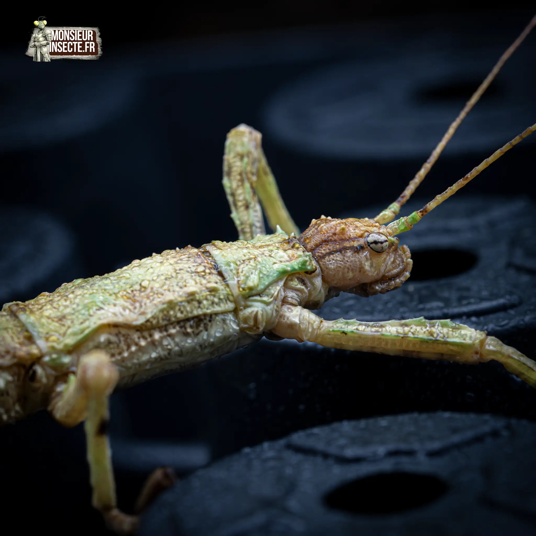 achat-eurycantha-calcarata-1