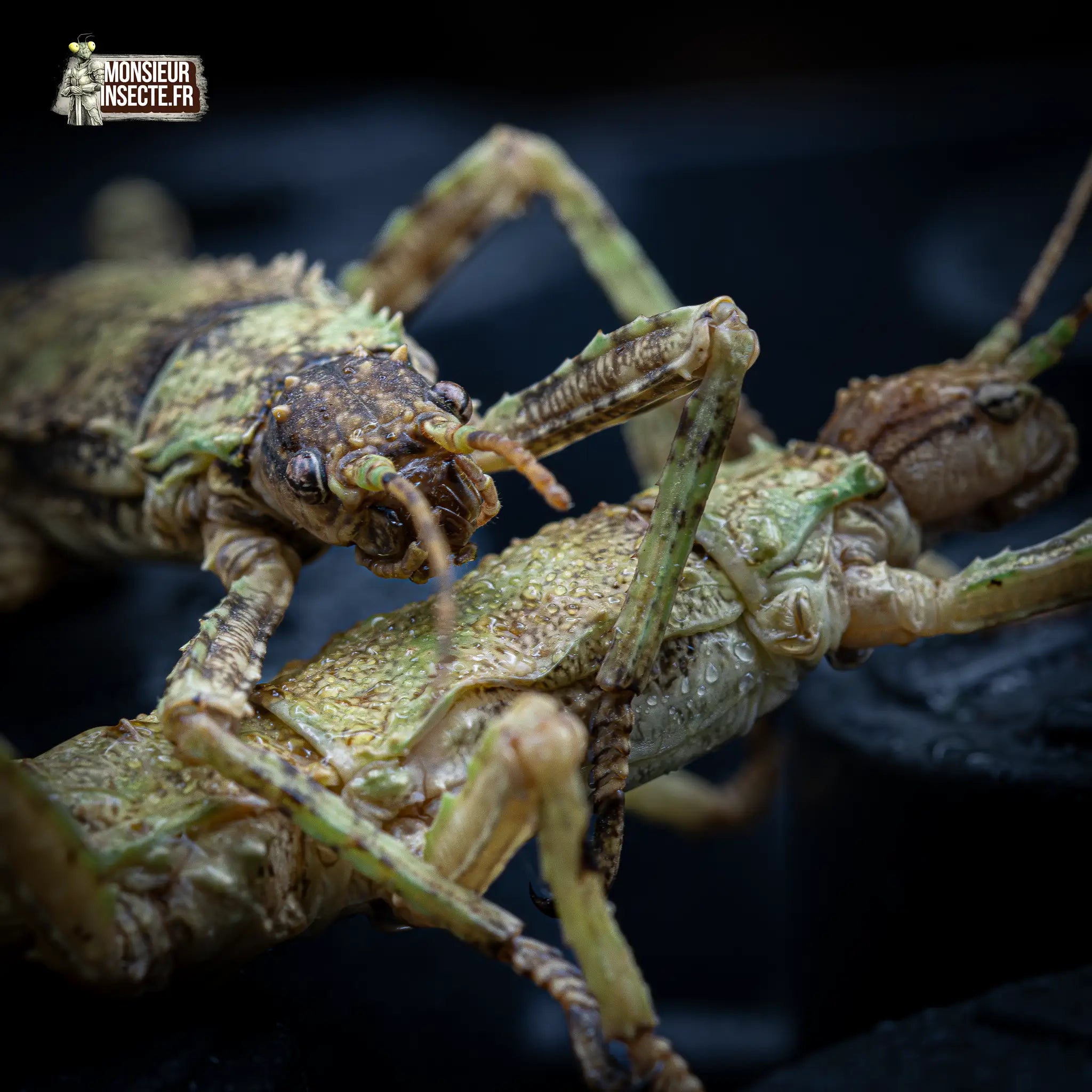 achat-eurycantha-calcarata-2
