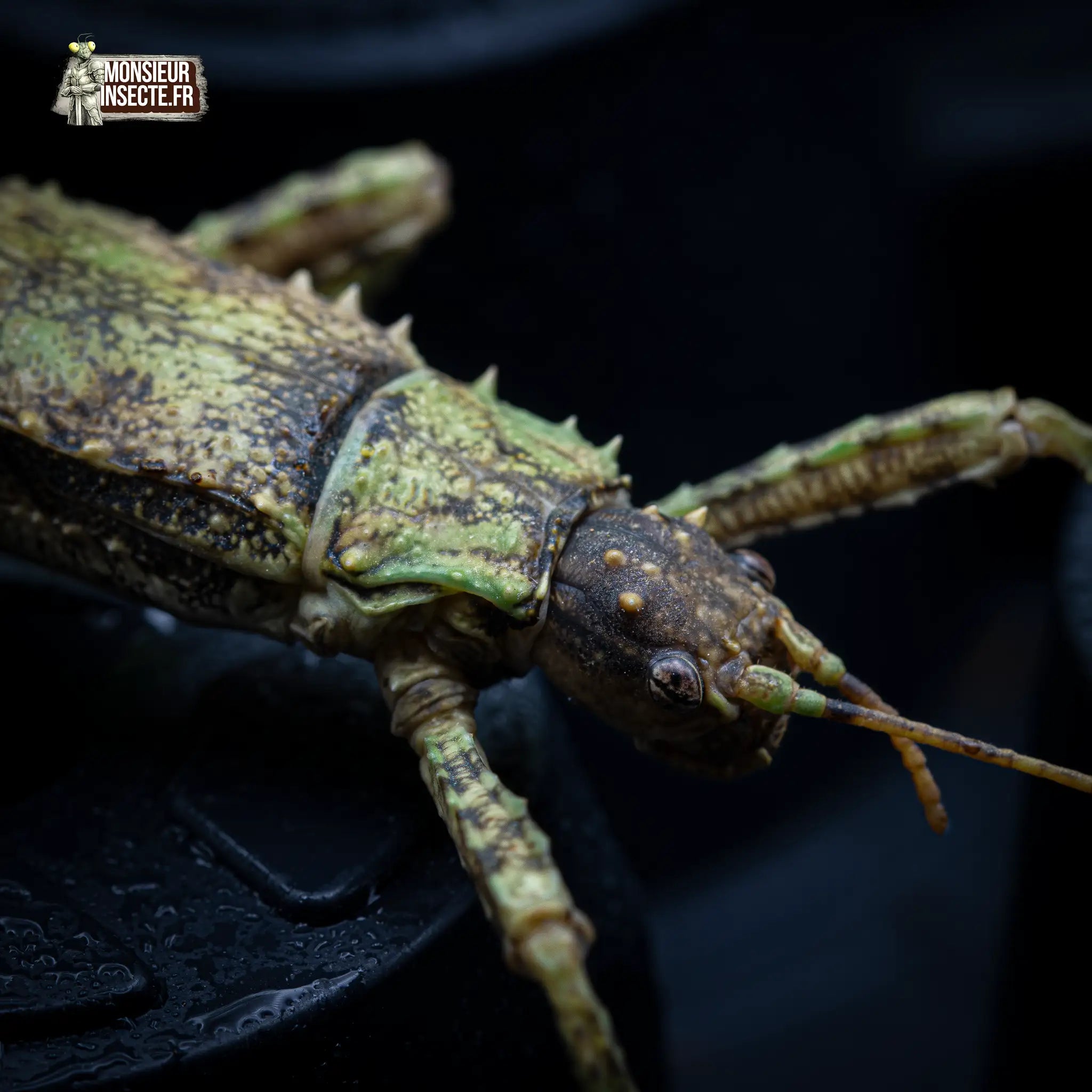 achat-eurycantha-calcarata-4