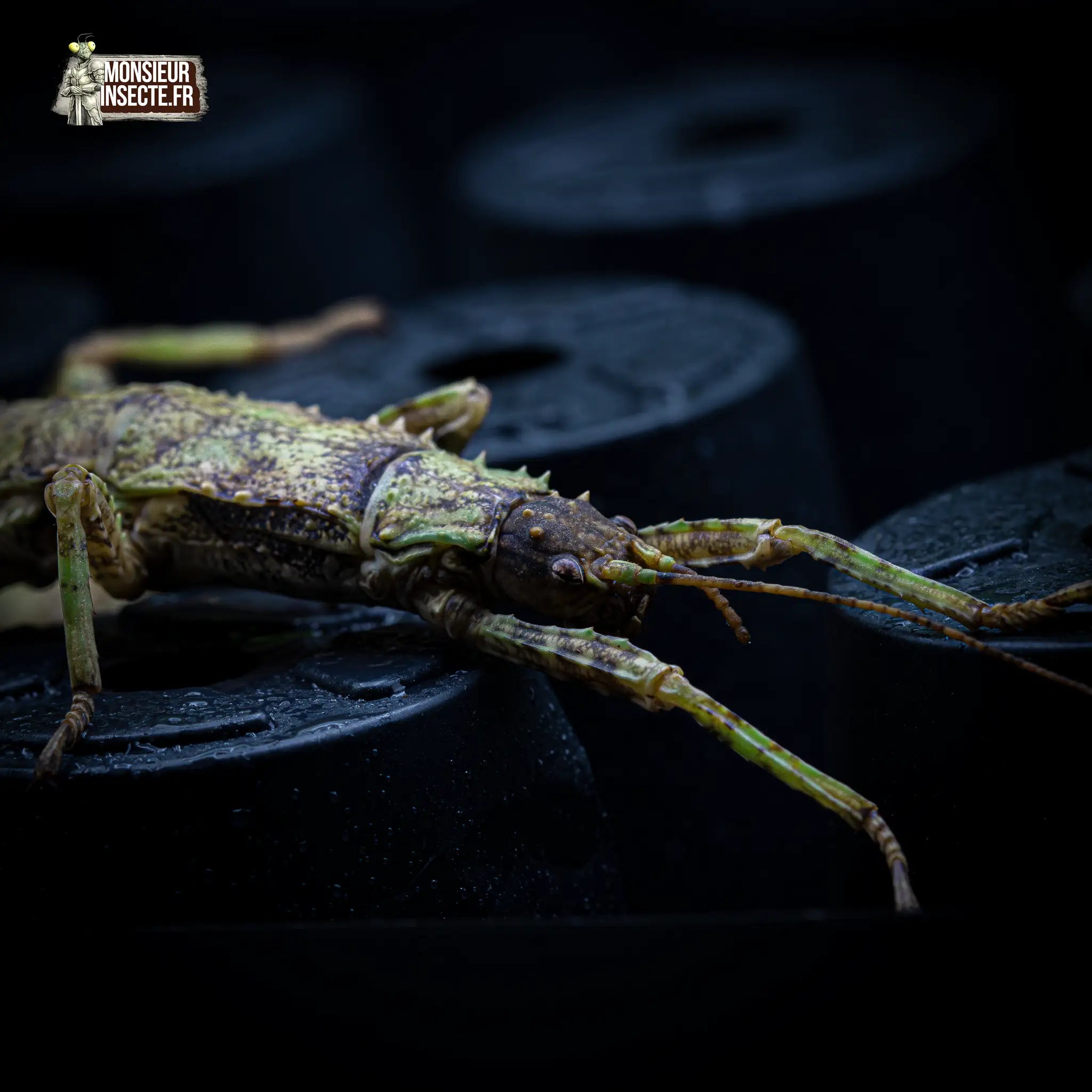 achat-eurycantha-calcarata-6