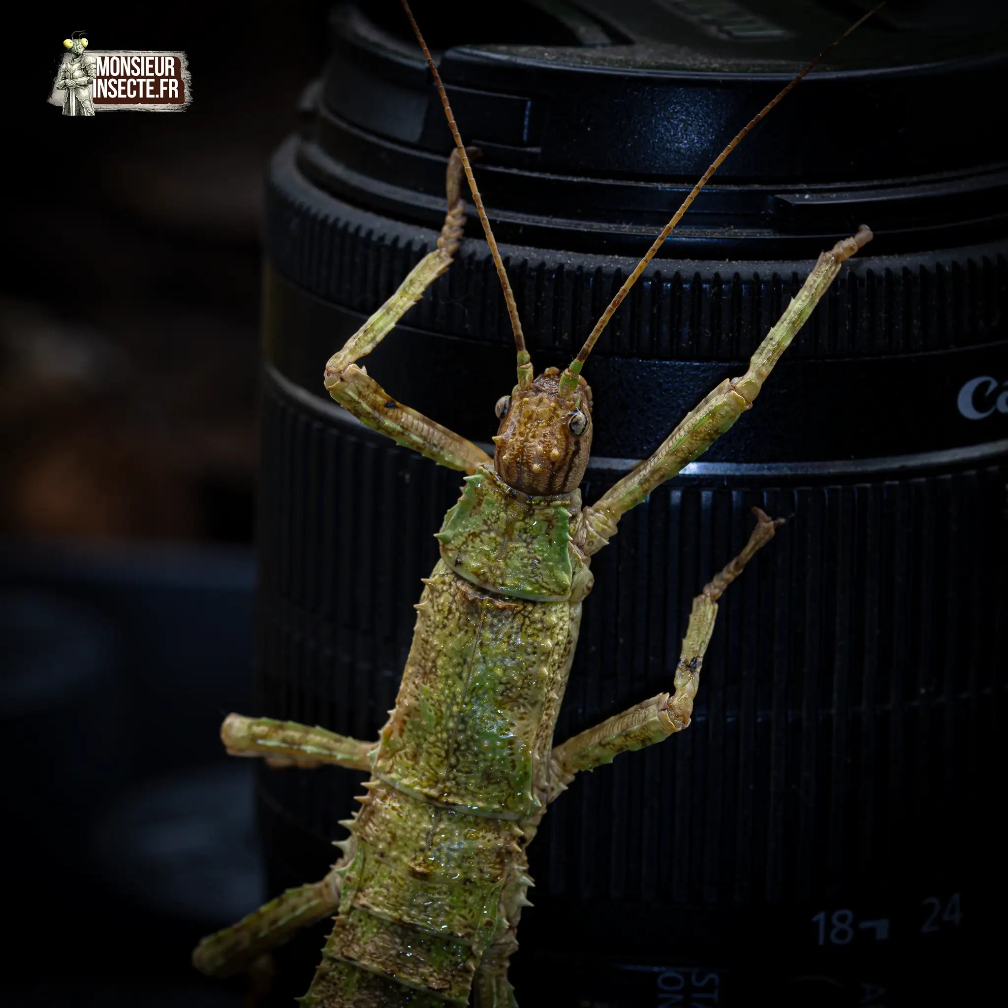 achat-eurycantha-calcarata-9