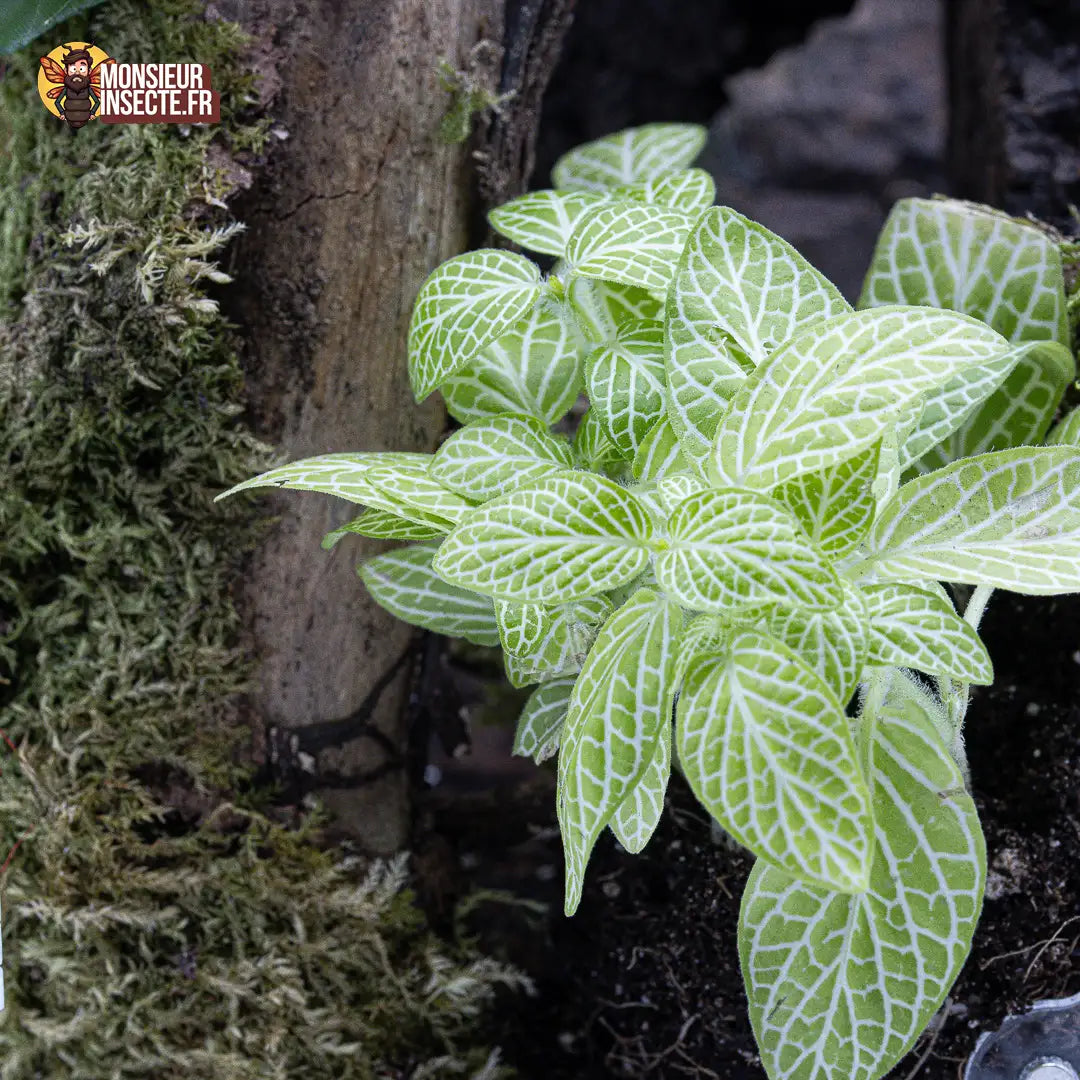 achat-fittonia-verte-claire-nervures-blanches-1